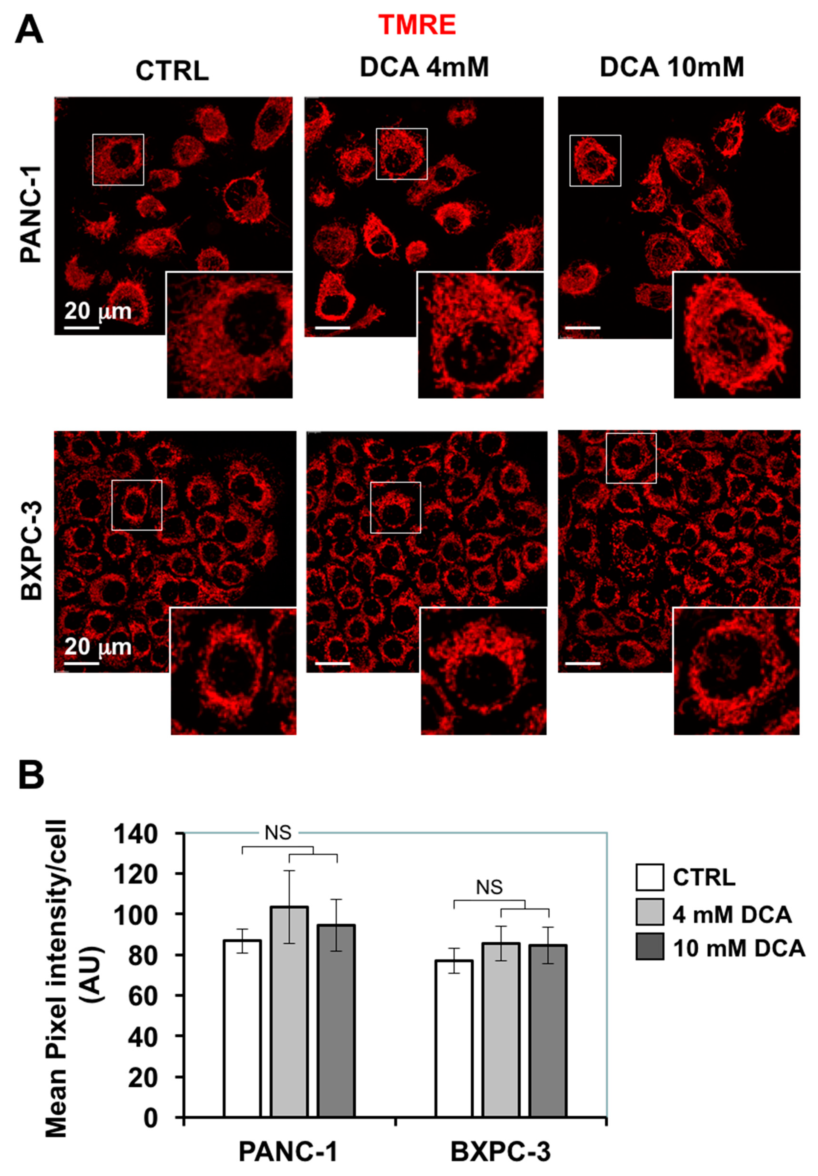 Cells 08 00478 g004 Cells 08 00478 g004