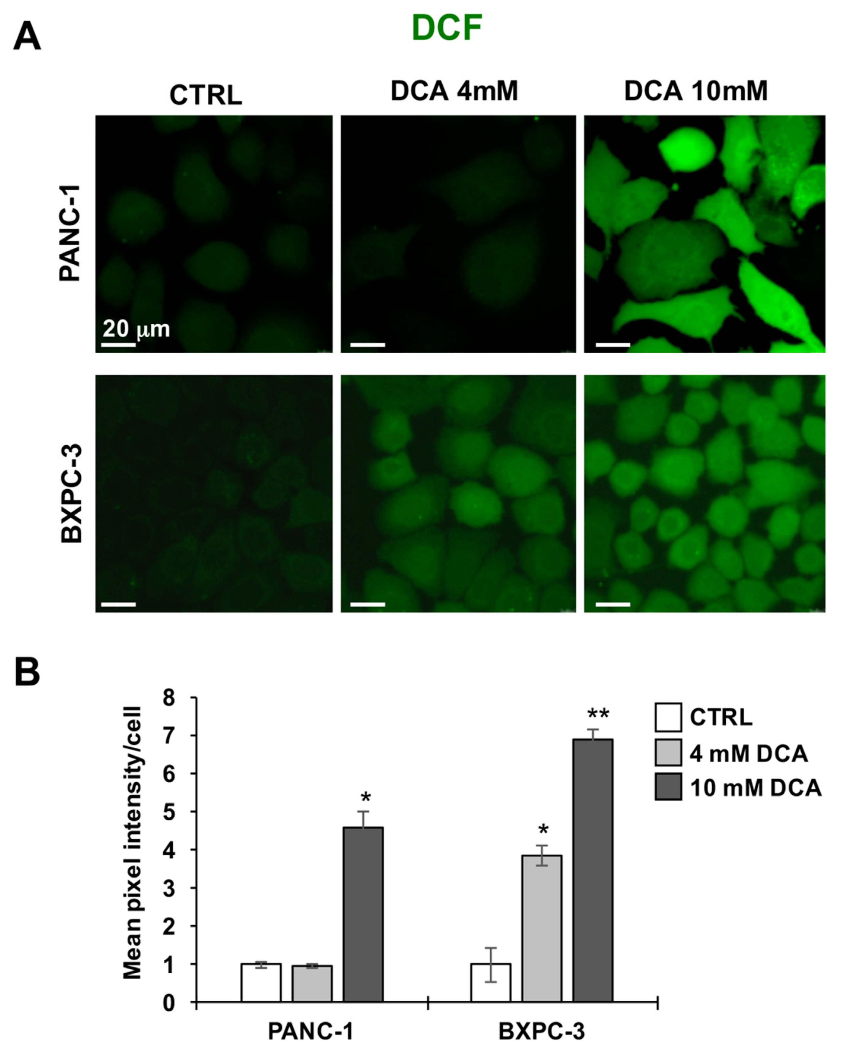 Cells 08 00478 g005 Cells 08 00478 g005