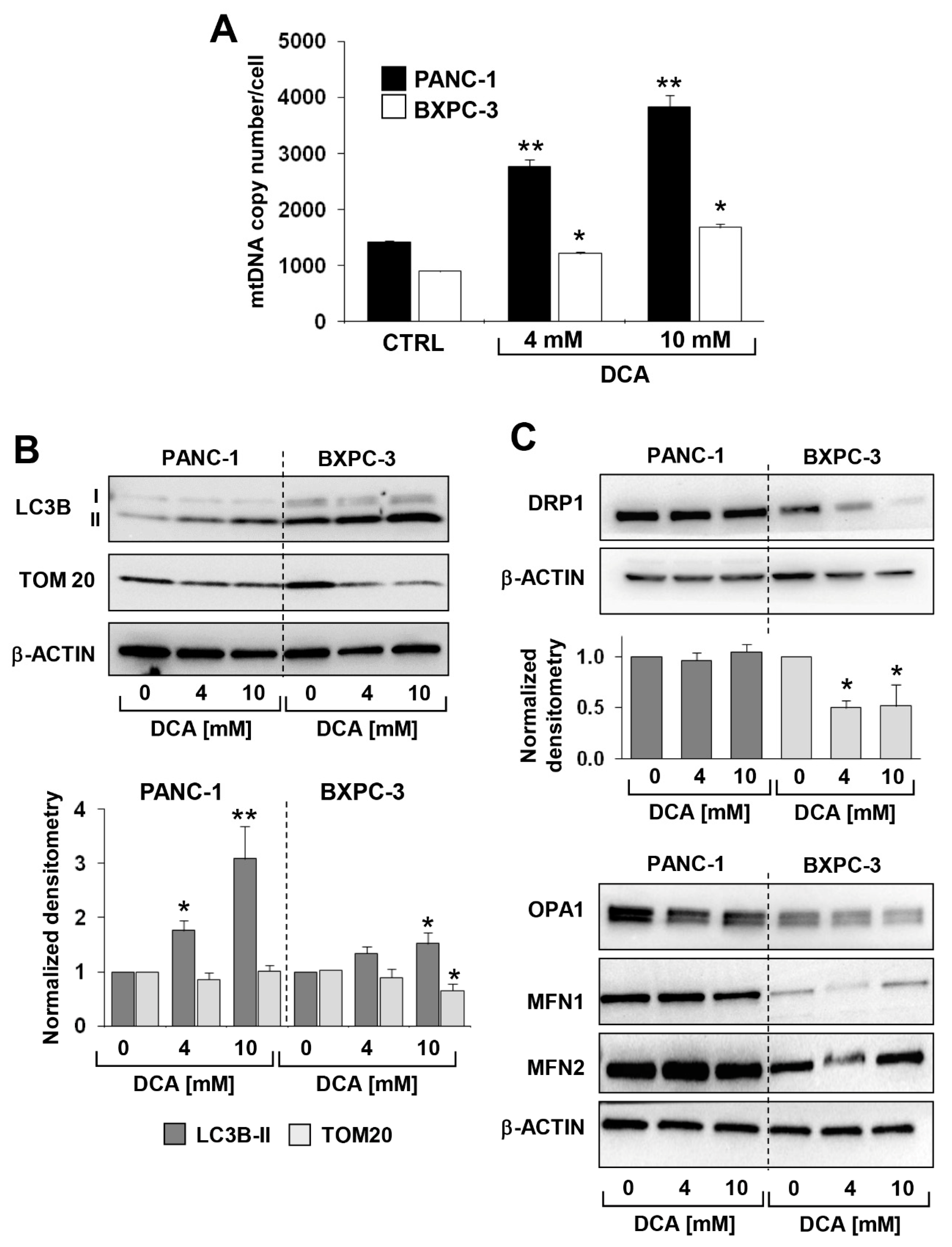 Cells 08 00478 g006 Cells 08 00478 g006