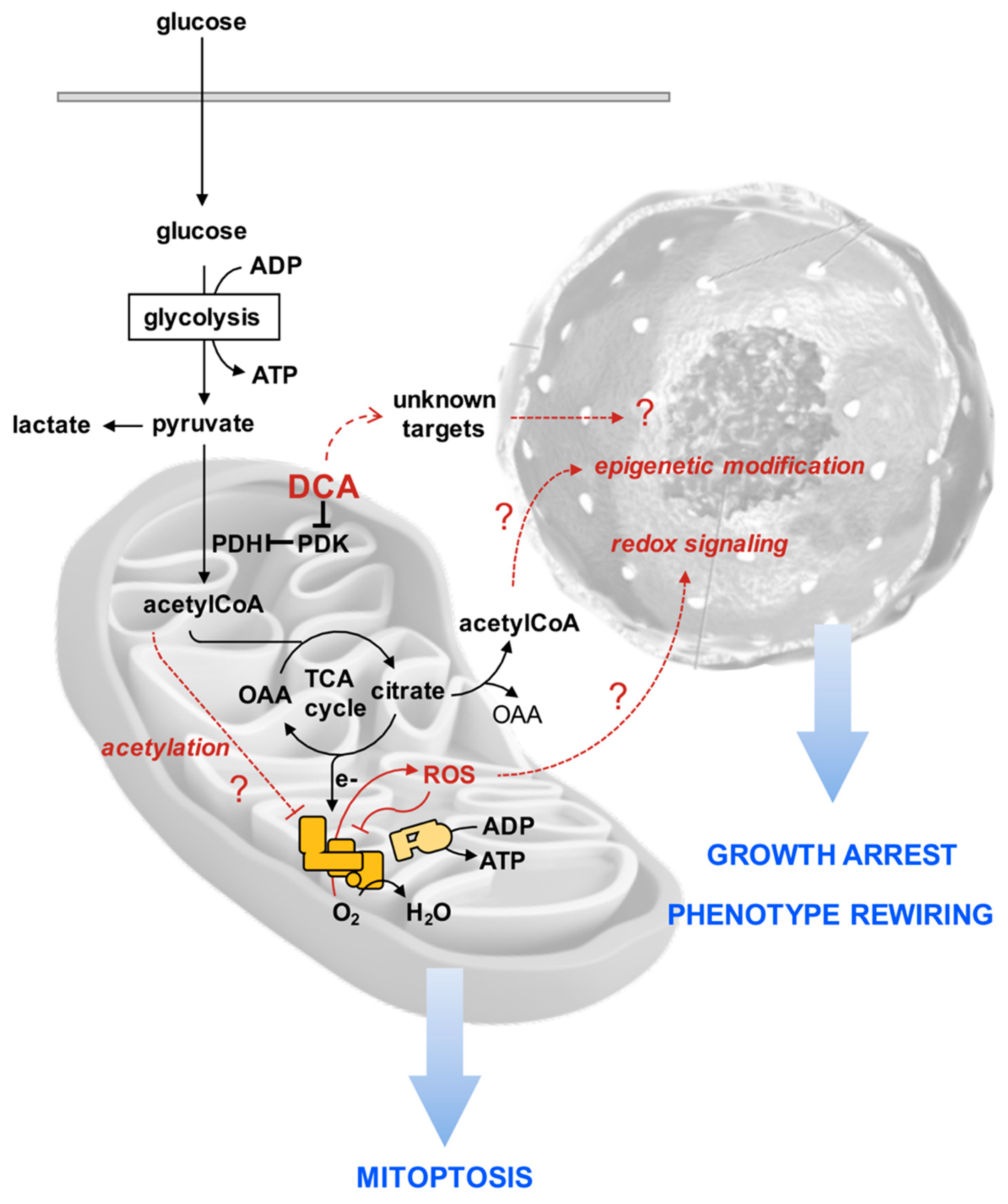 Cells 08 00478 g010 Cells 08 00478 g010