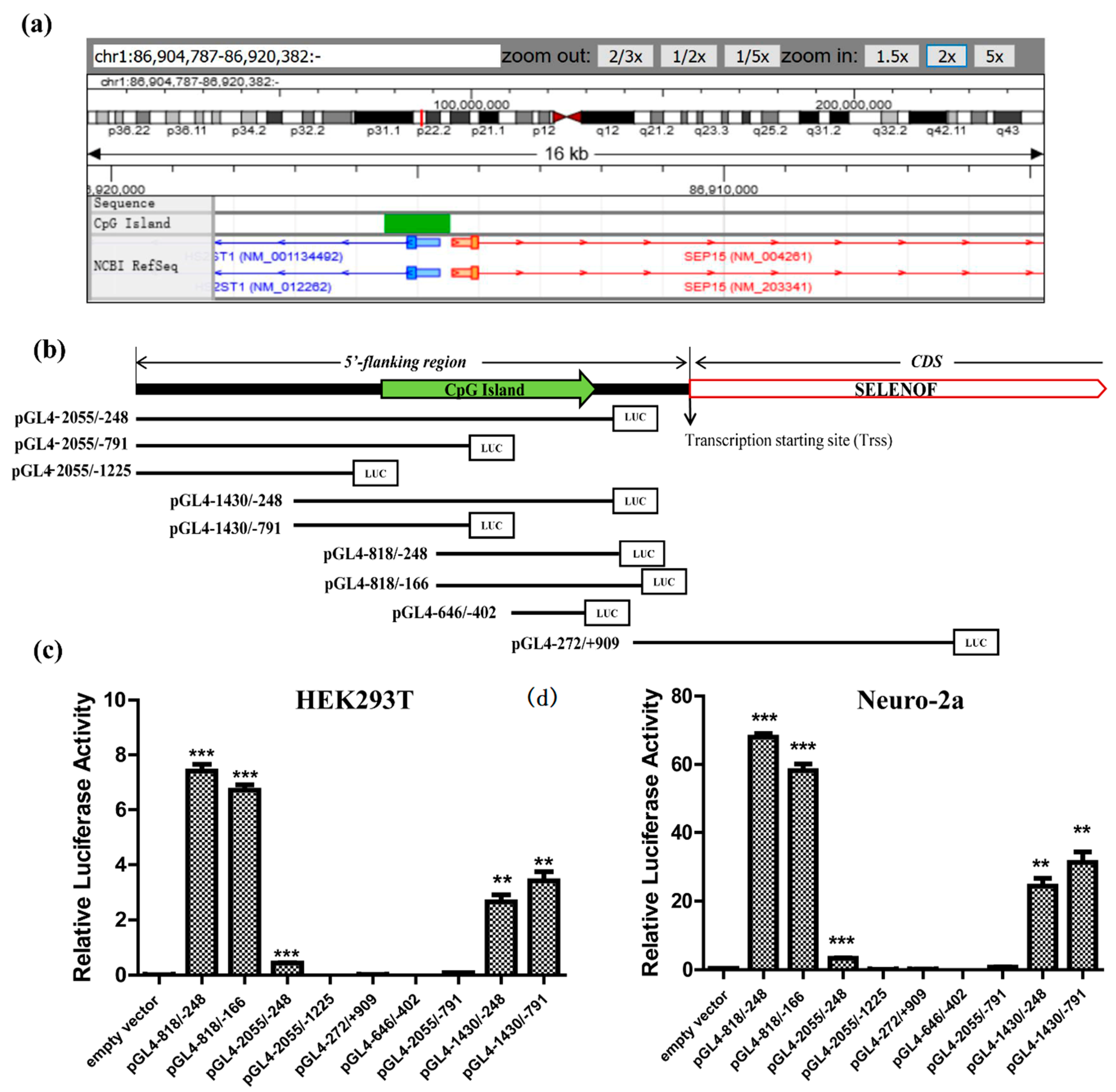 Cells 08 00479 g002 Cells 08 00479 g002