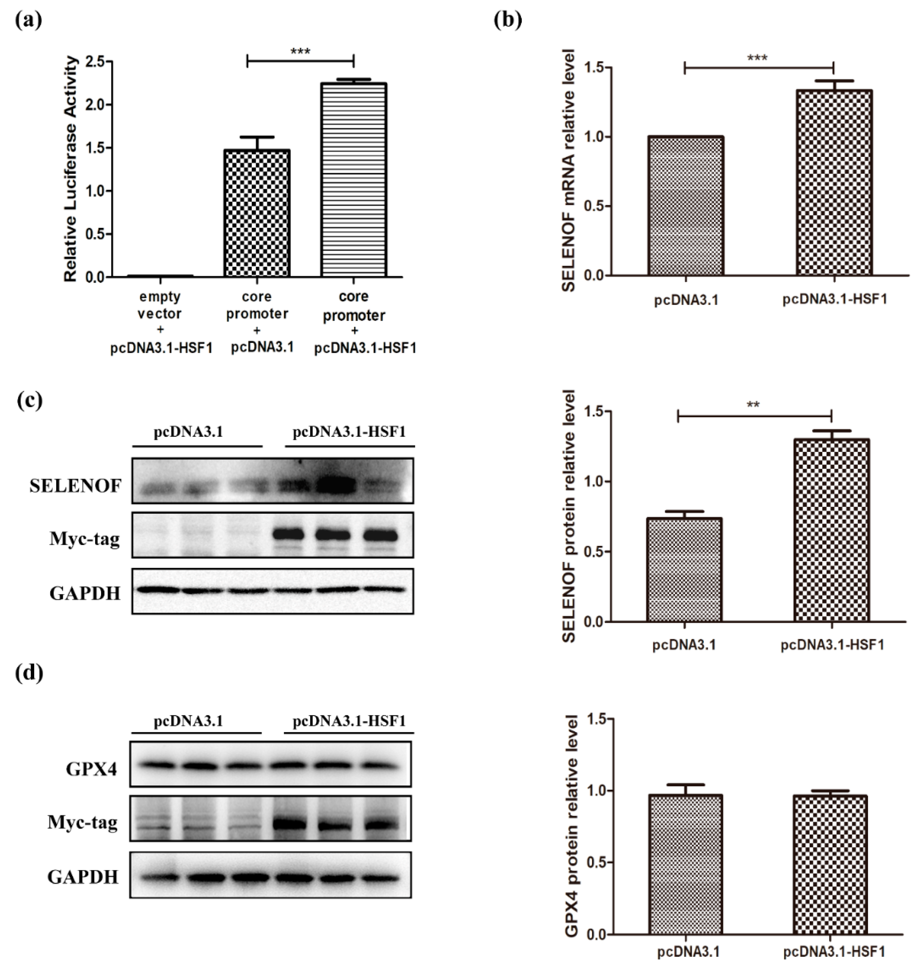 Cells 08 00479 g003 Cells 08 00479 g003
