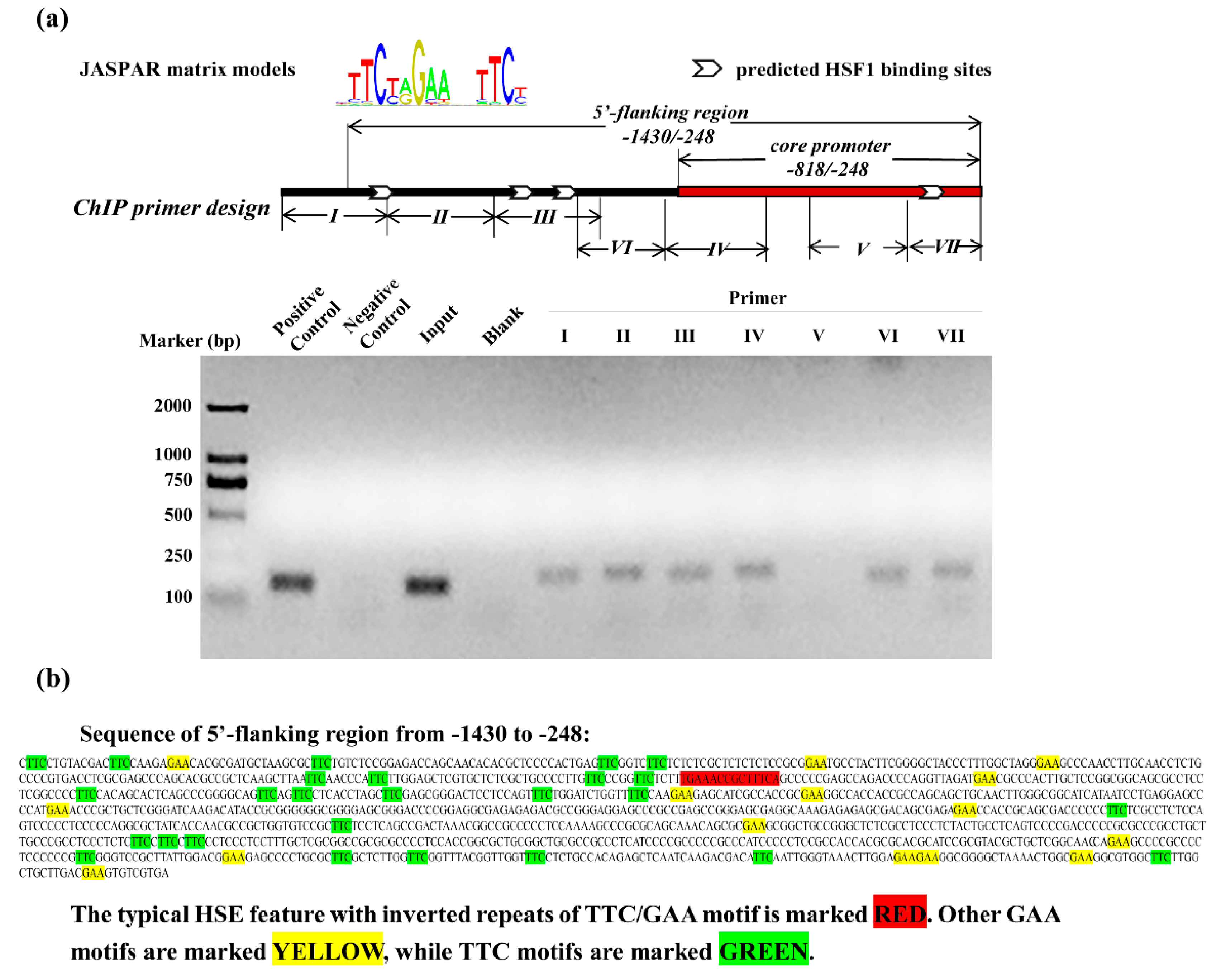 Cells 08 00479 g004 Cells 08 00479 g004