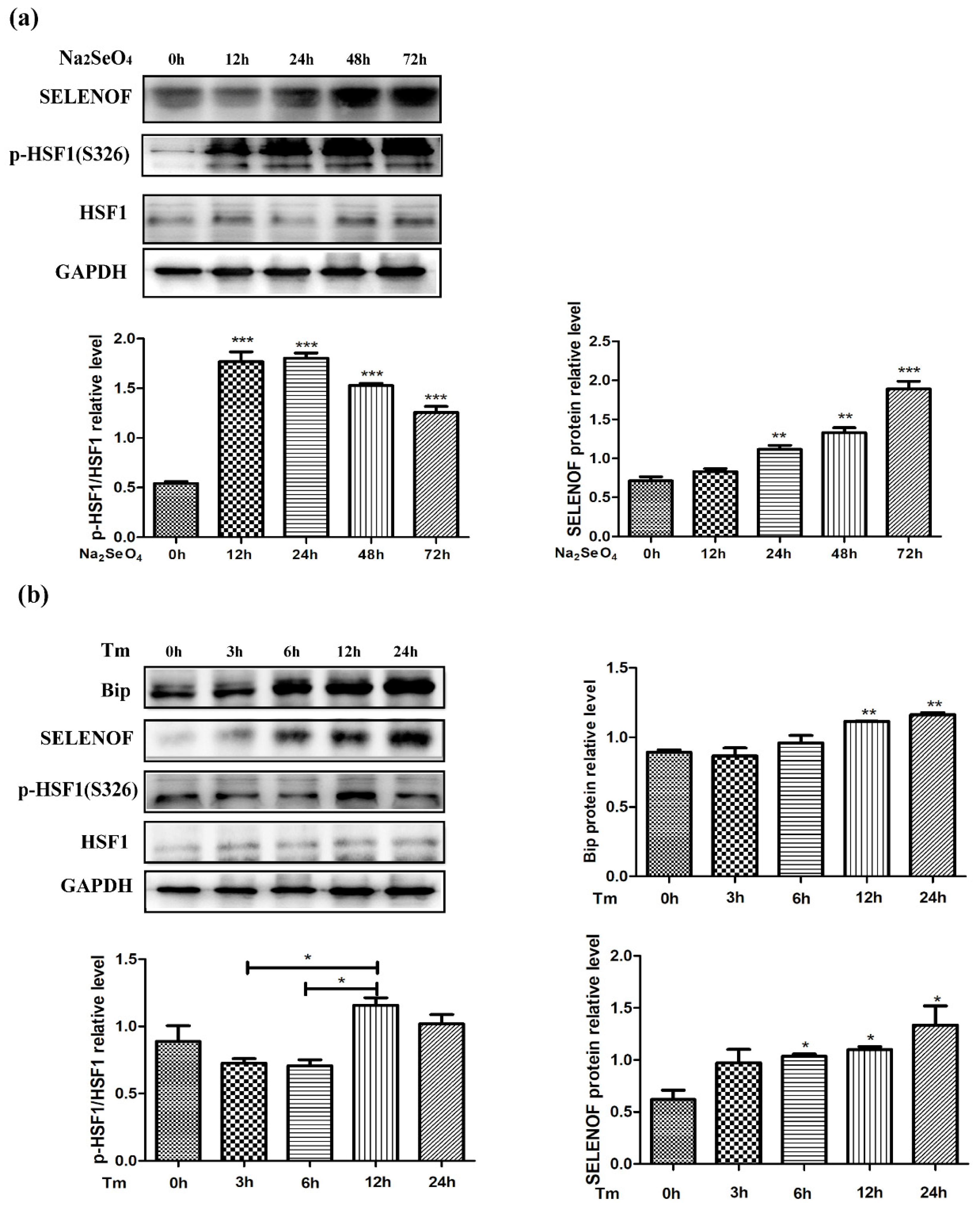 Cells 08 00479 g006 Cells 08 00479 g006