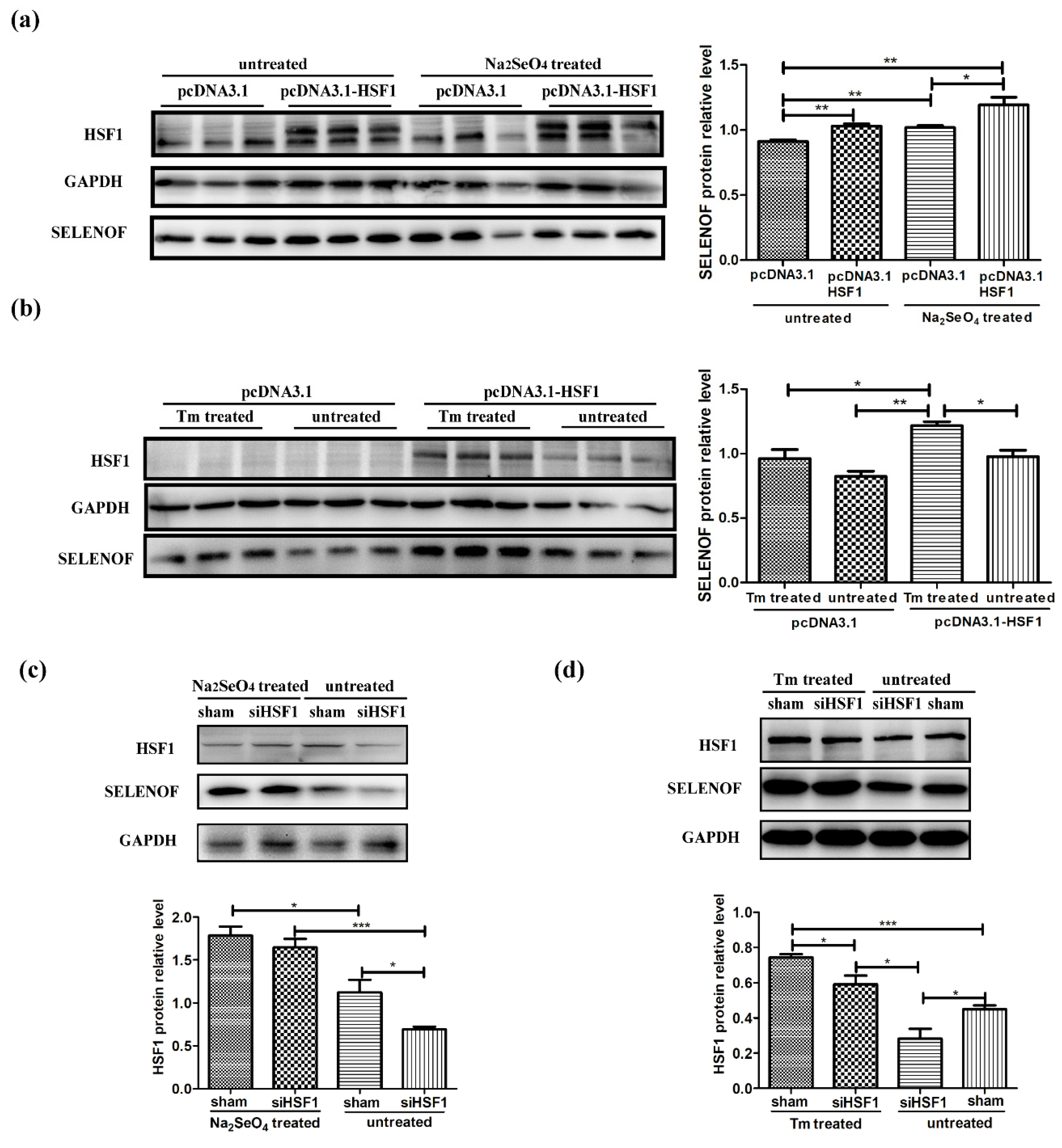 Cells 08 00479 g008 Cells 08 00479 g008