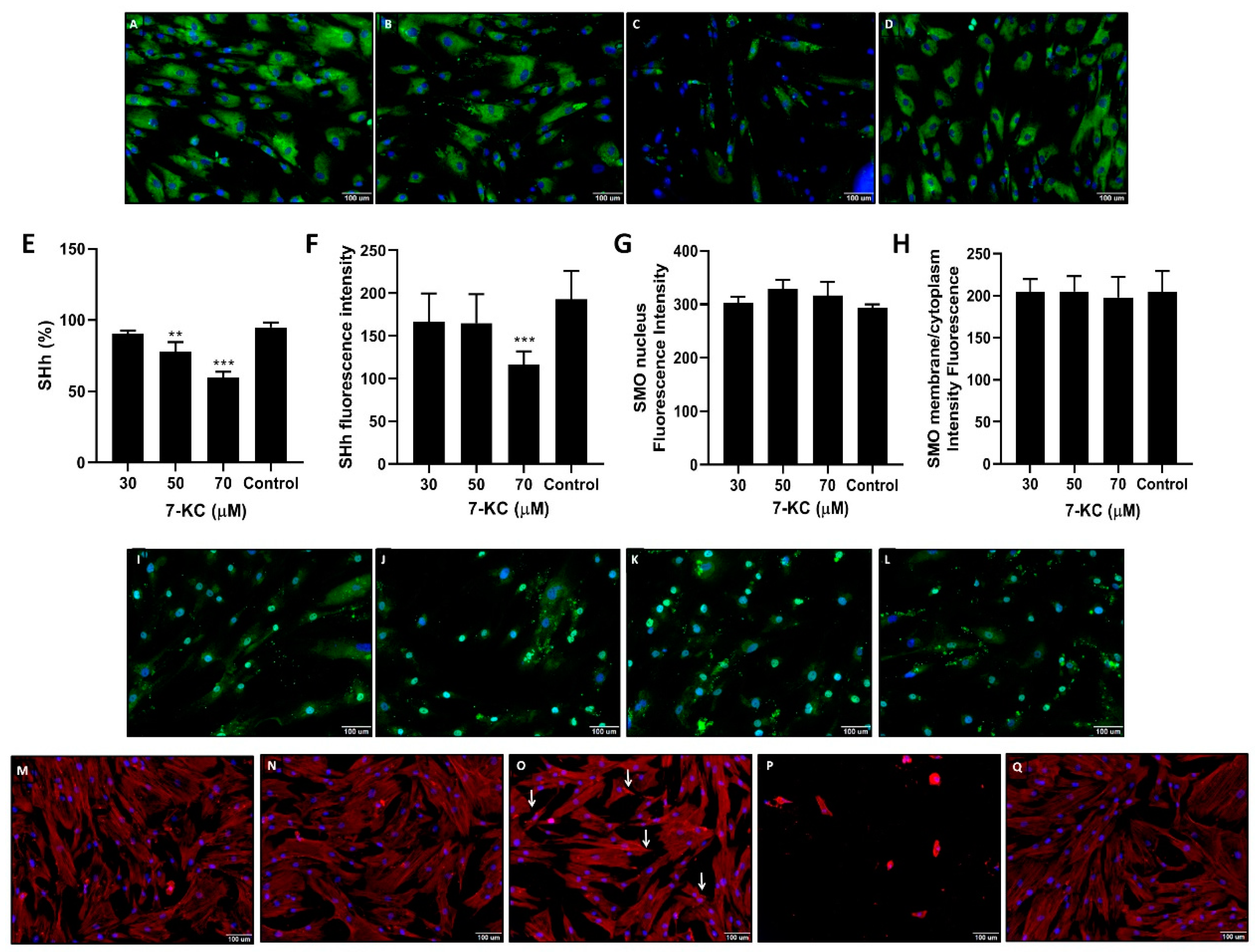 Cells 08 00482 g003