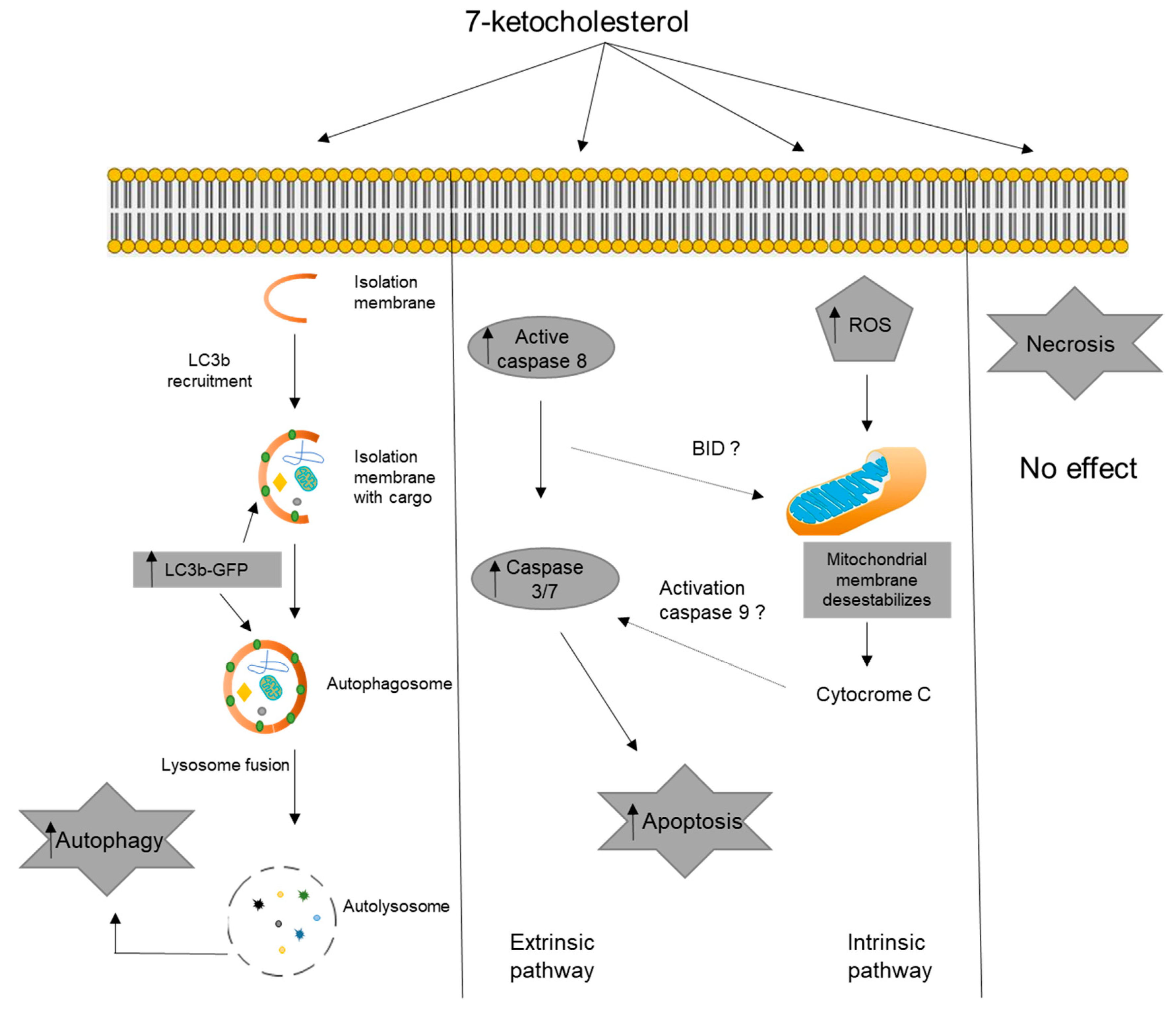 Cells 08 00482 sch001