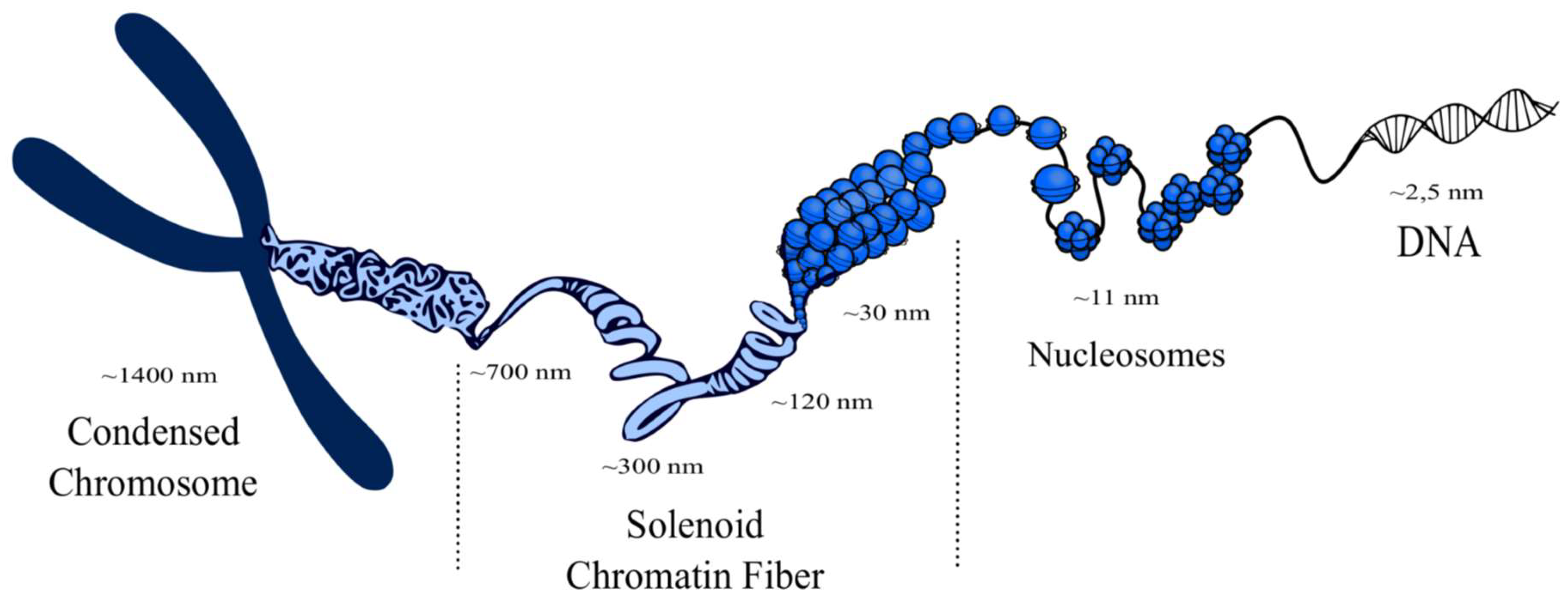 Кольцевая 4 хромосома. Хромосома ДНК гистоны. Хроматин и хромосомы. Нуклеосомное строение хромосомы. Строение ДНК хроматин.