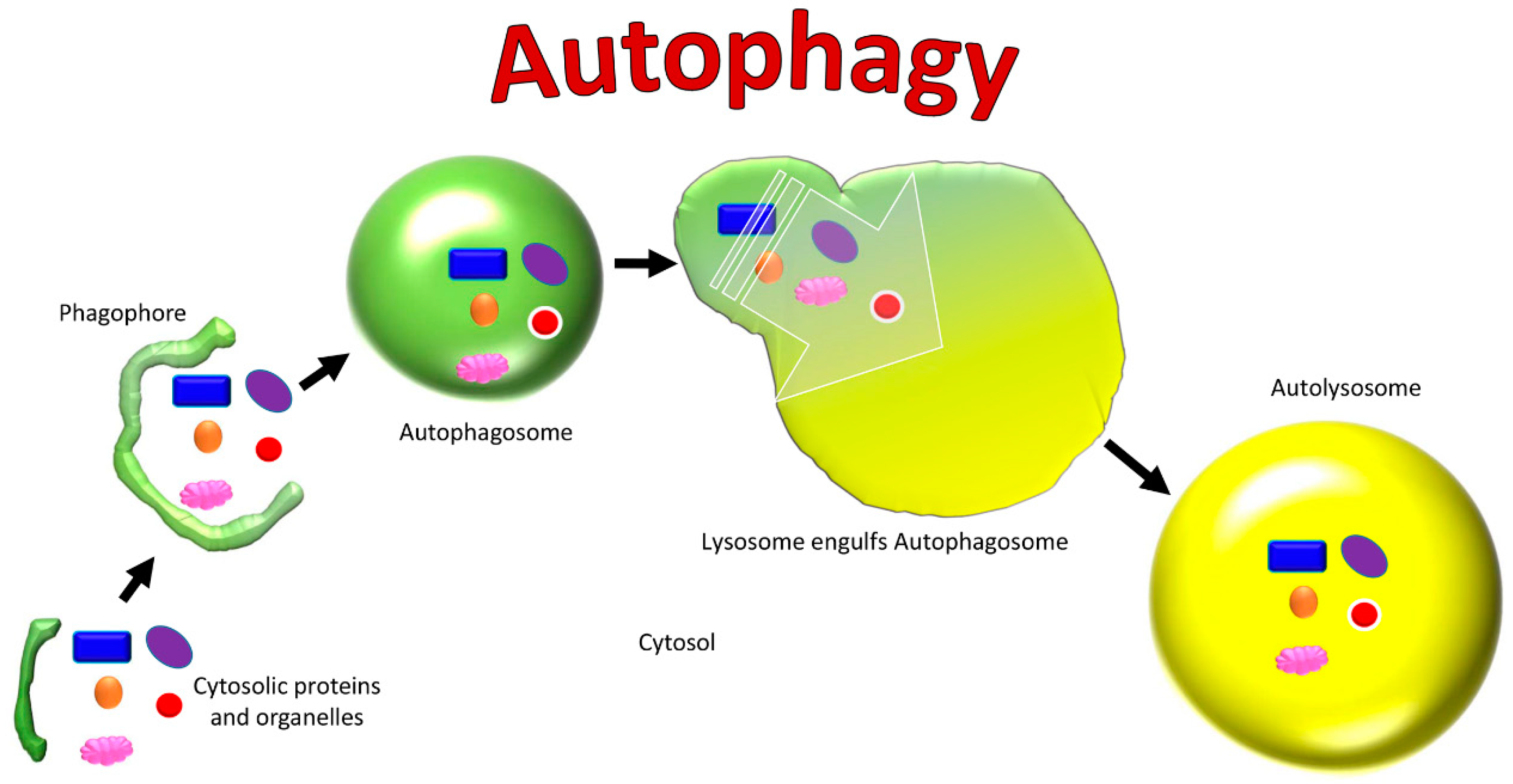Аутофагия это простыми словами. Процесс аутофагии. Аутофагия клетки. Процесс аутофагии схема. Аутофагия картинки для презентации.