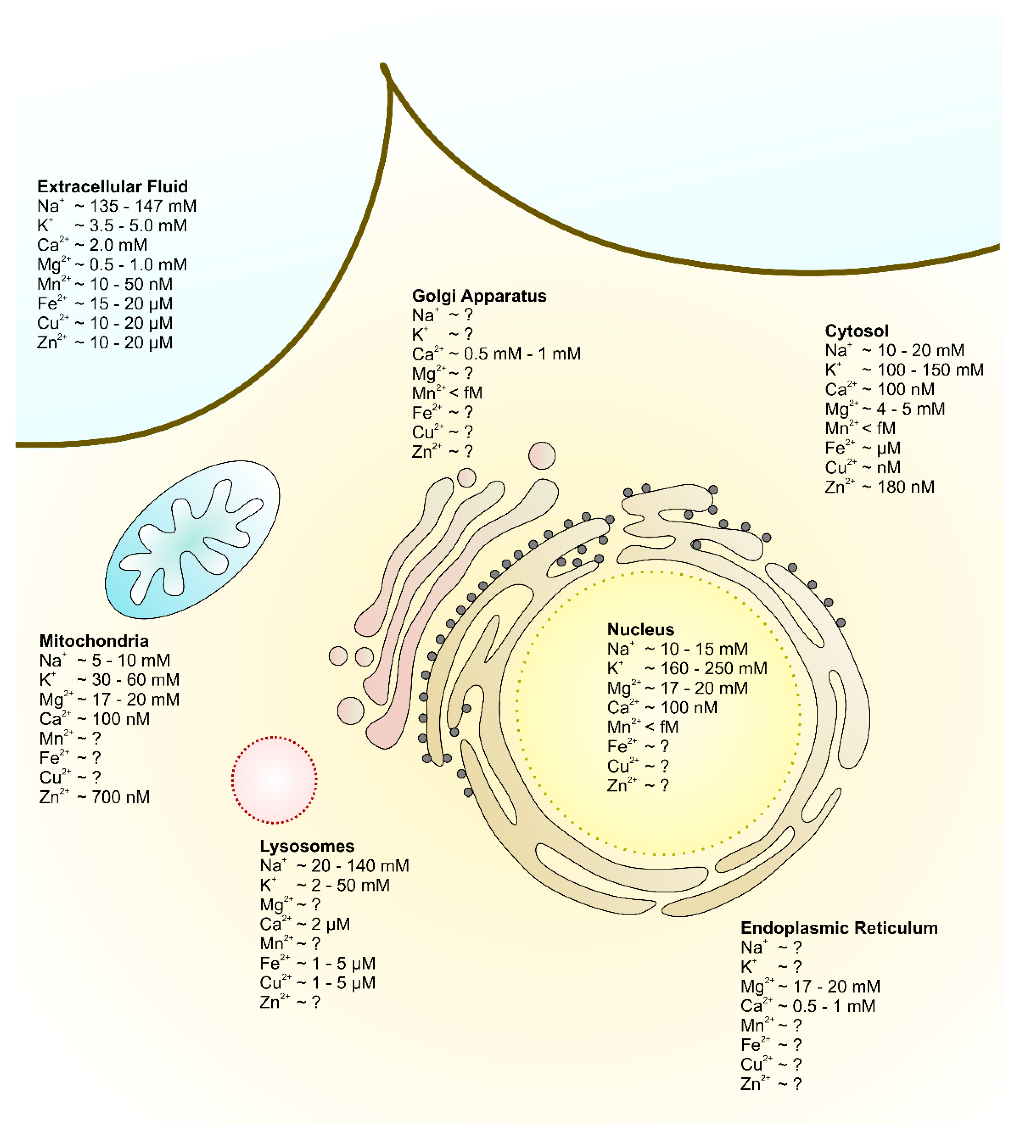 Cells 08 00492 g001 Cells 08 00492 g001