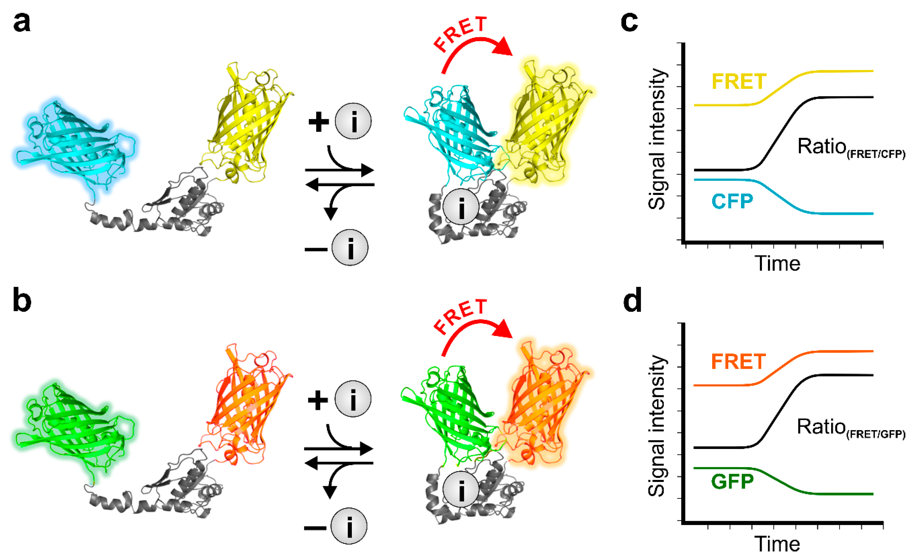 Cells 08 00492 g002 Cells 08 00492 g002
