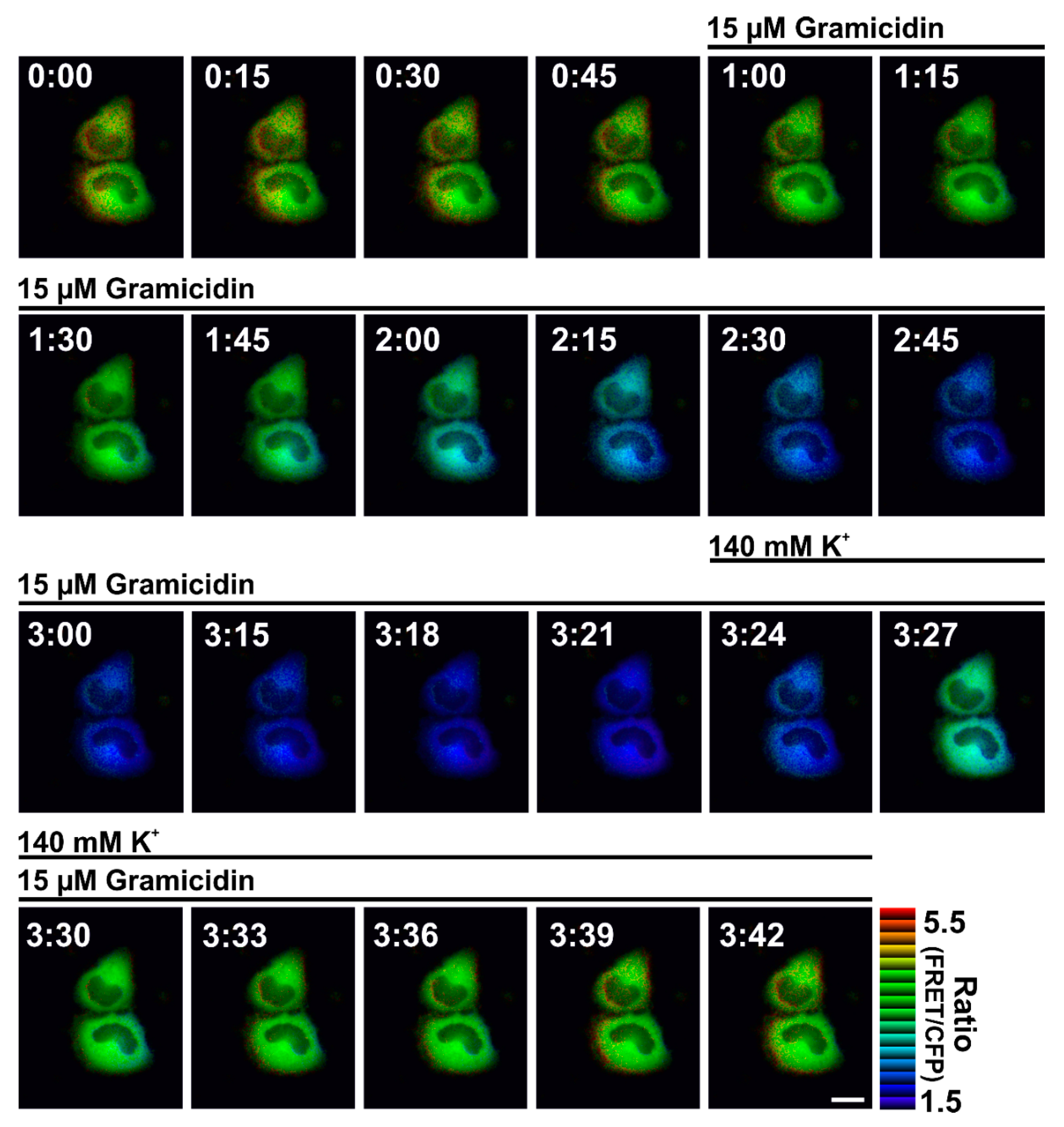 Cells 08 00492 g003 Cells 08 00492 g003