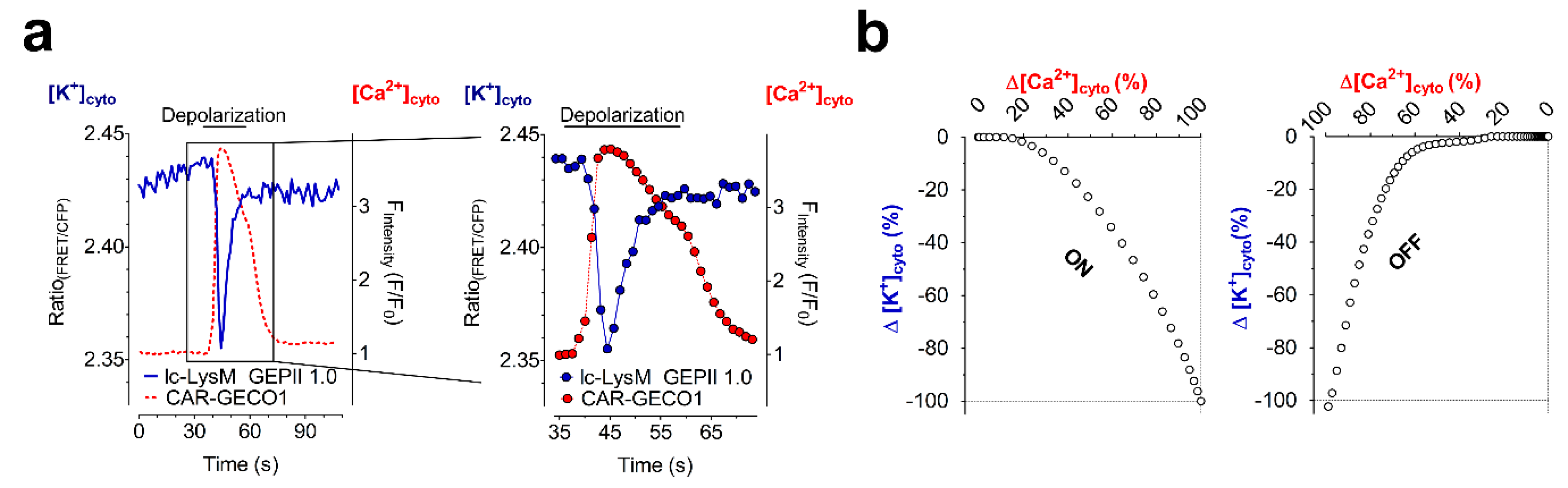 Cells 08 00492 g004 Cells 08 00492 g004