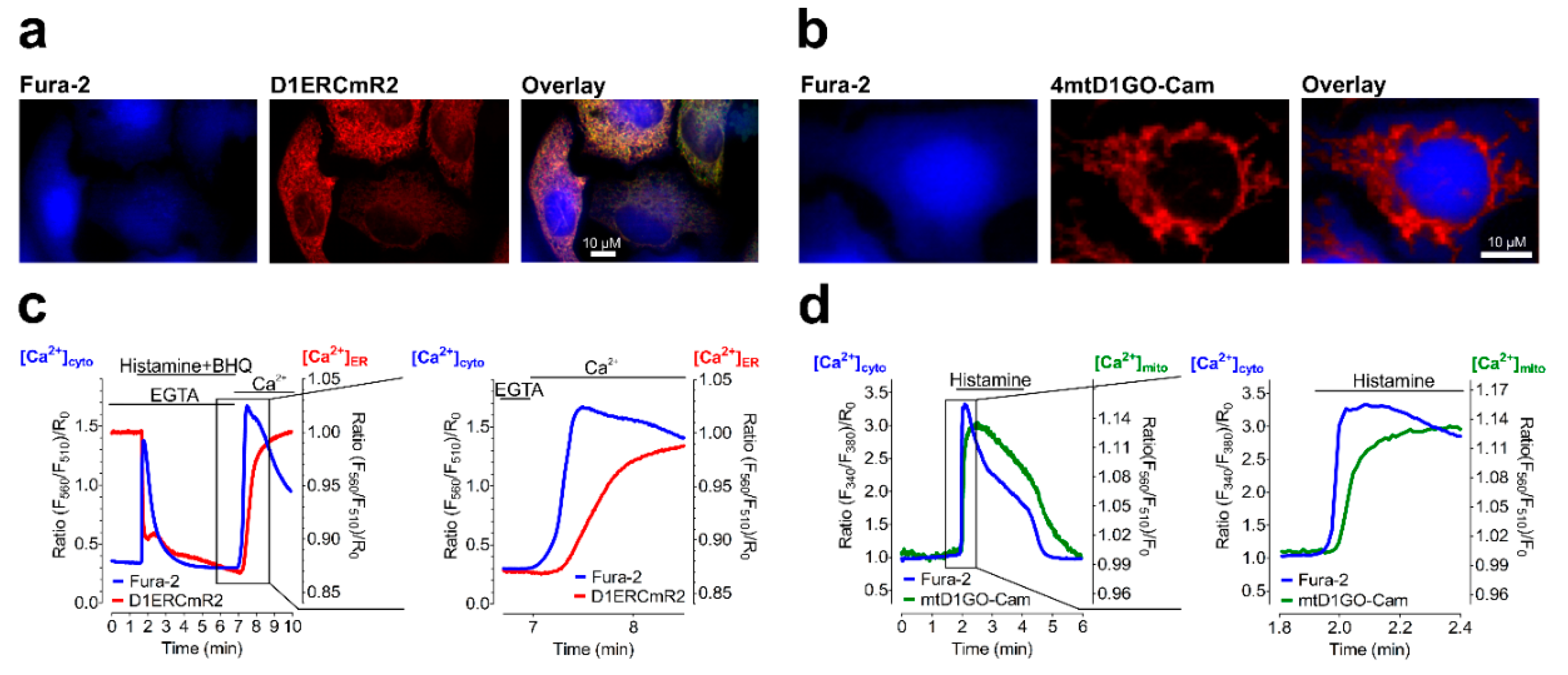 Cells 08 00492 g005 Cells 08 00492 g005