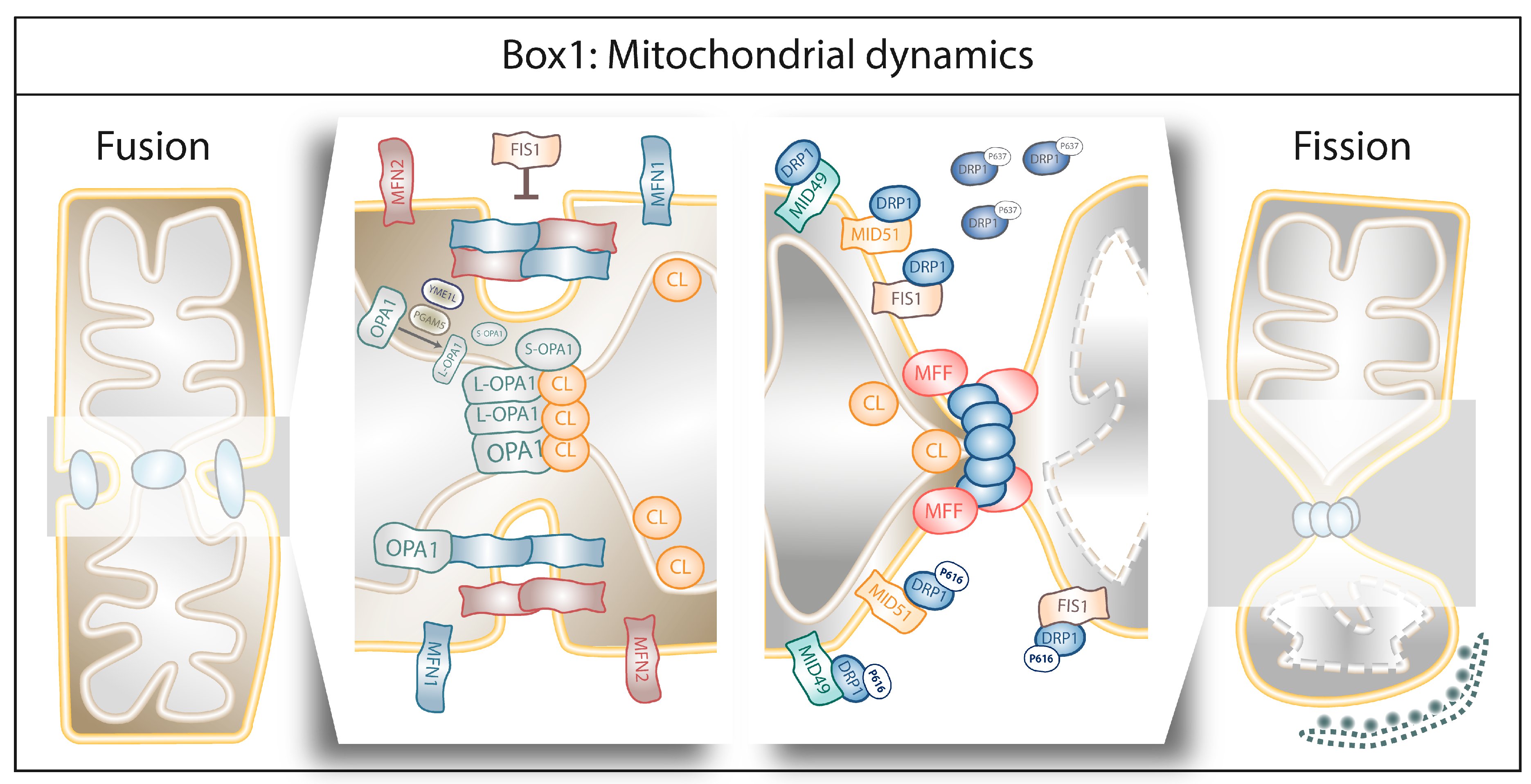 Cells 08 00493 i001