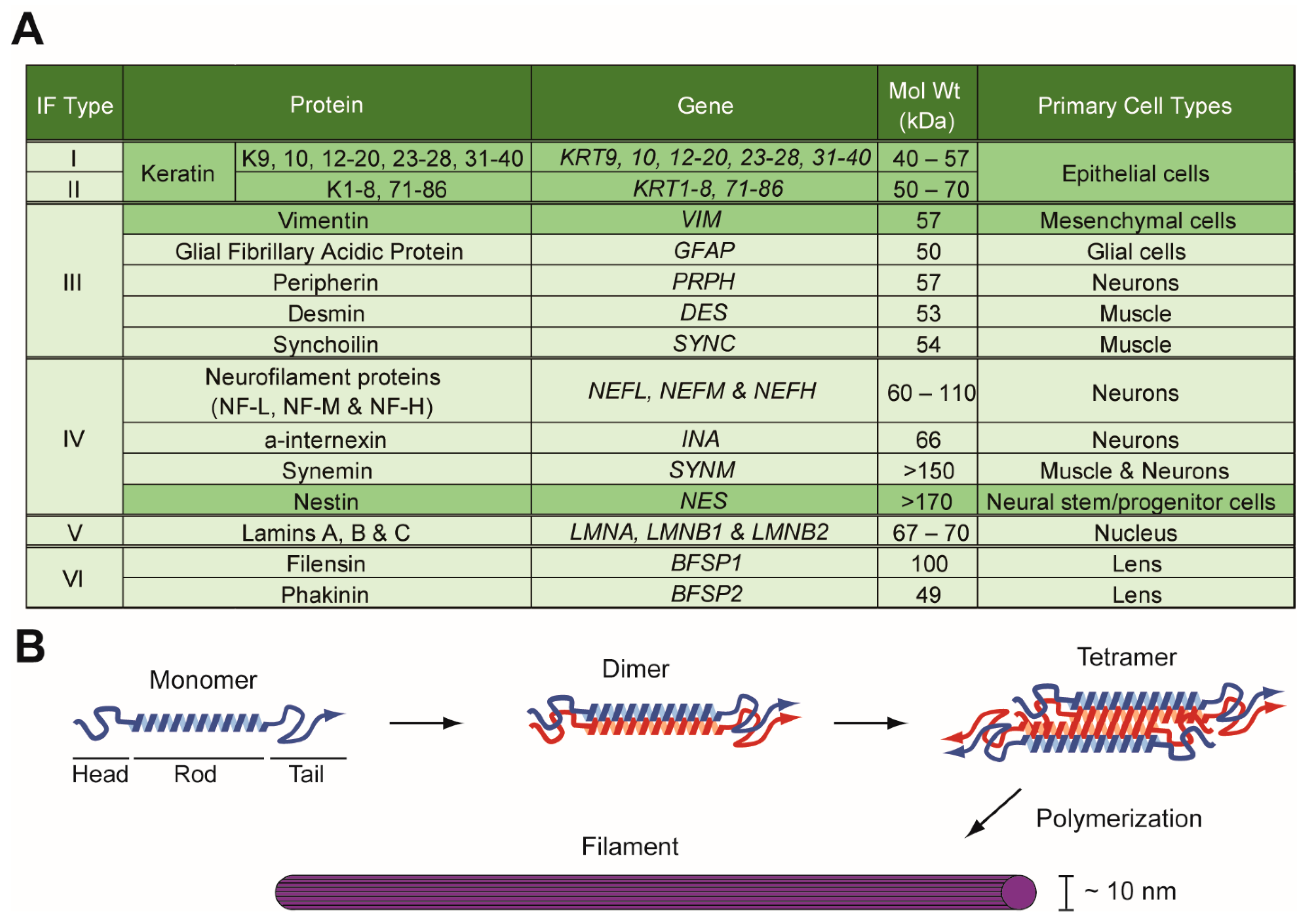 Cells 08 00497 g001