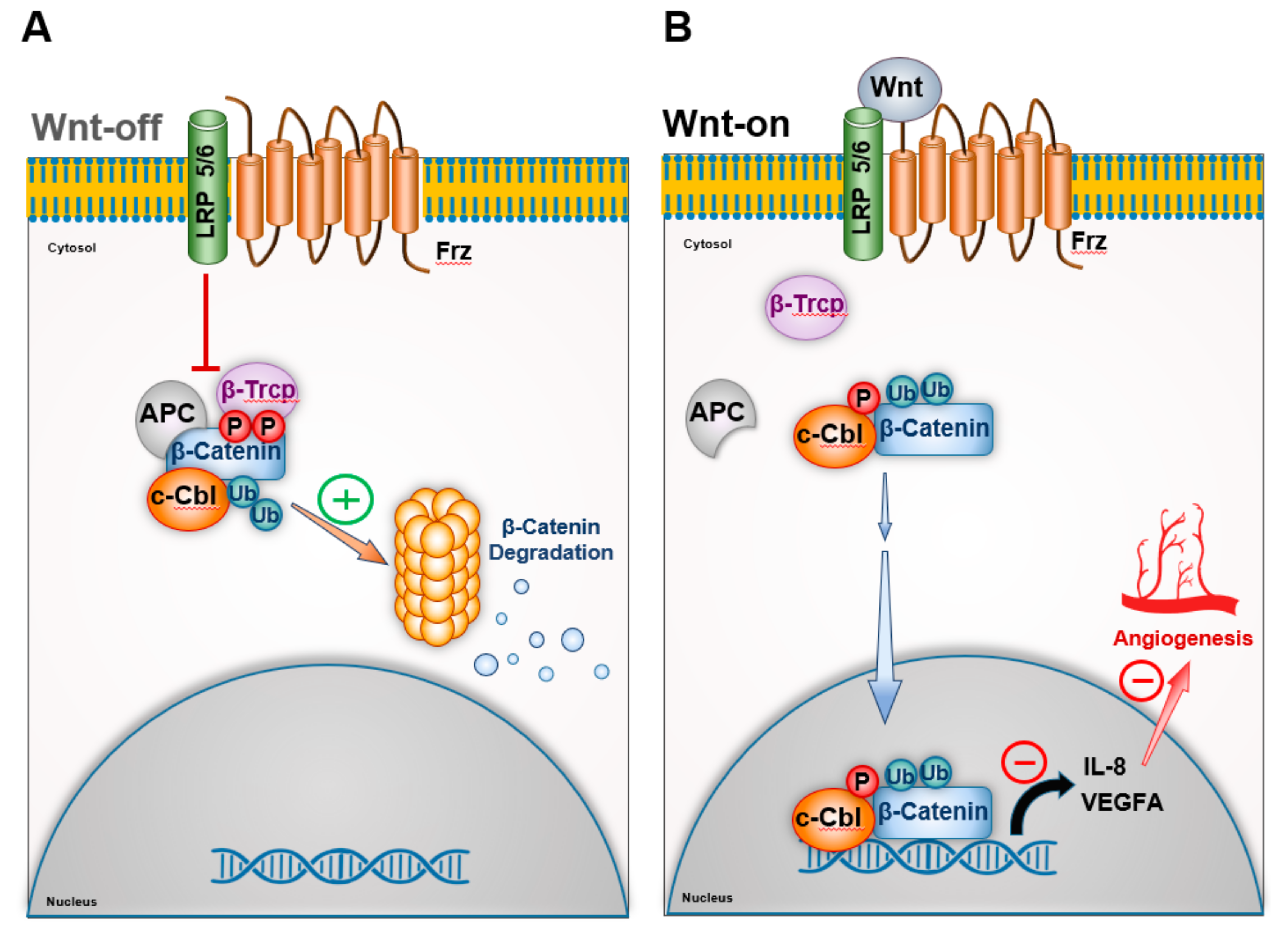 Cells 08 00498 g002