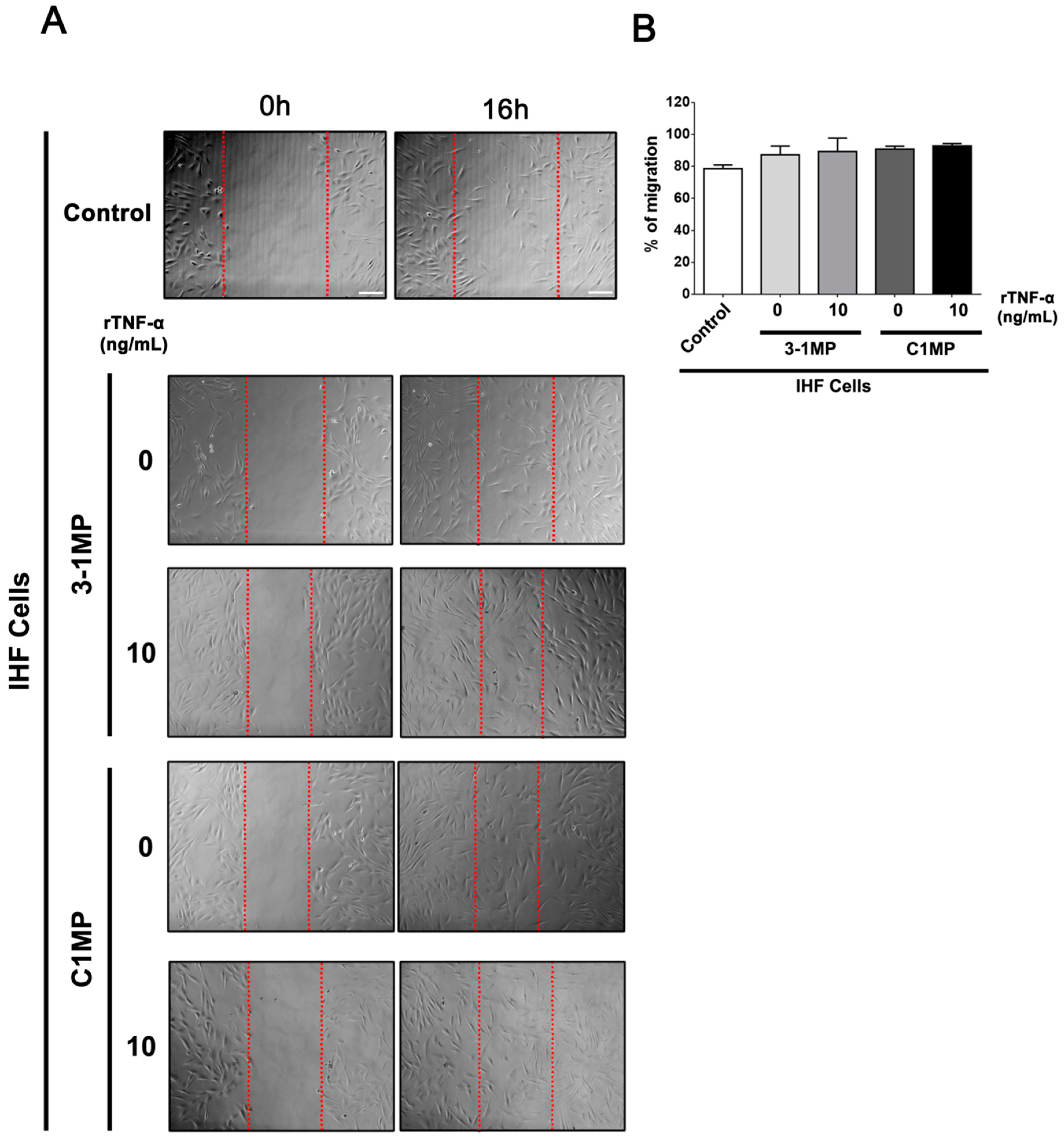 Cells 08 00500 g006 Cells 08 00500 g006