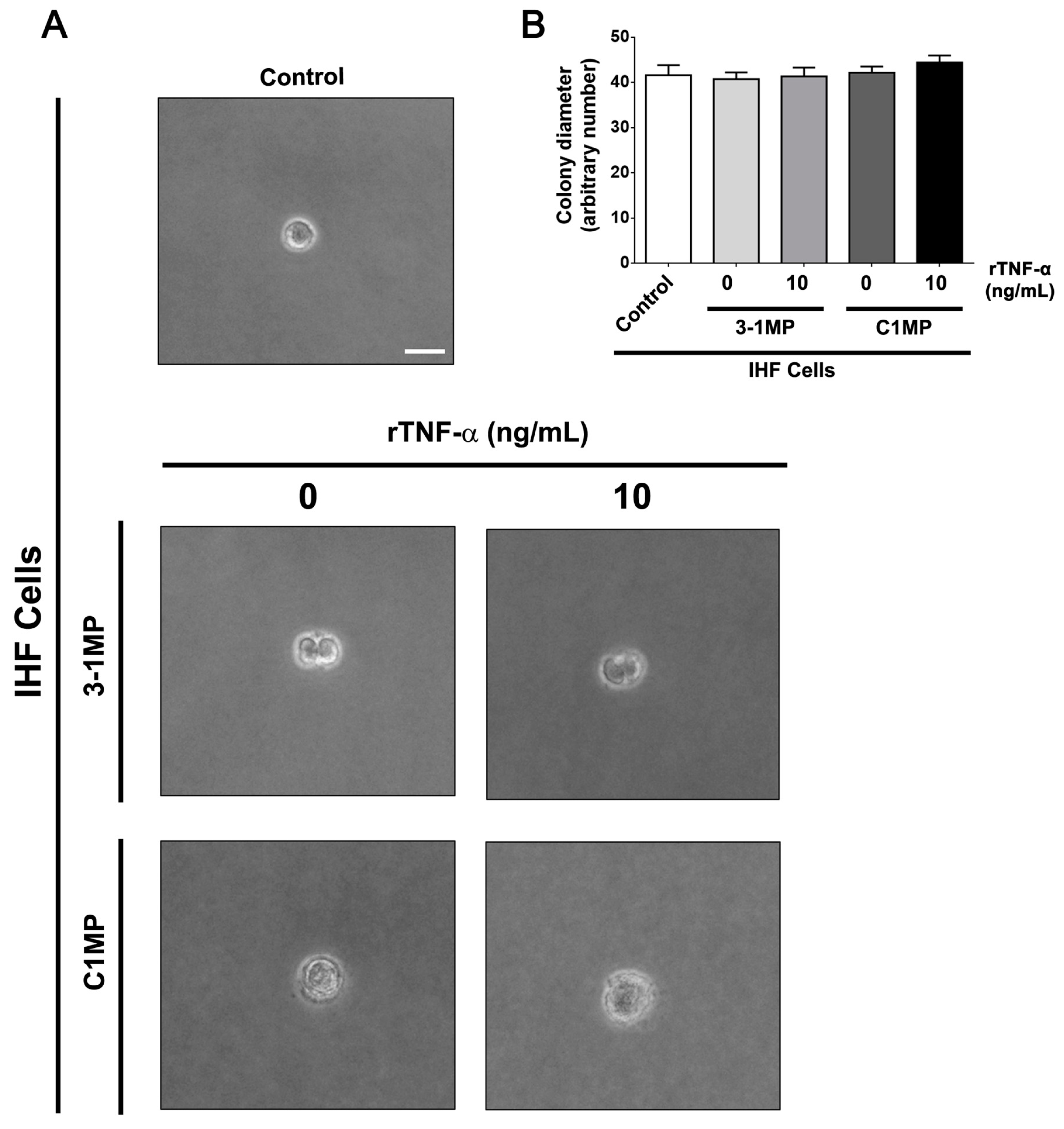 Cells 08 00500 g007 Cells 08 00500 g007