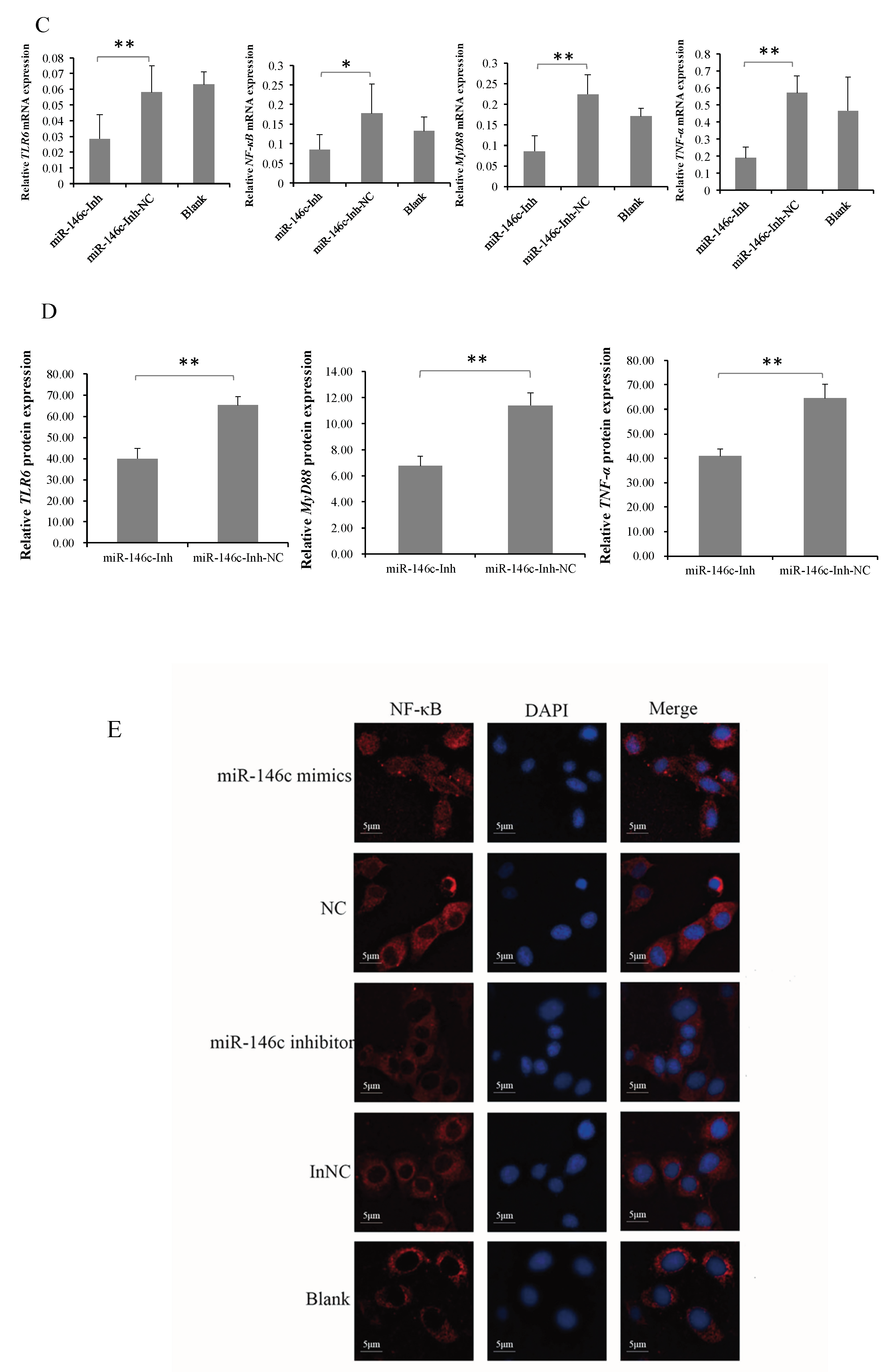 Cells 08 00501 g005b Cells 08 00501 g005b