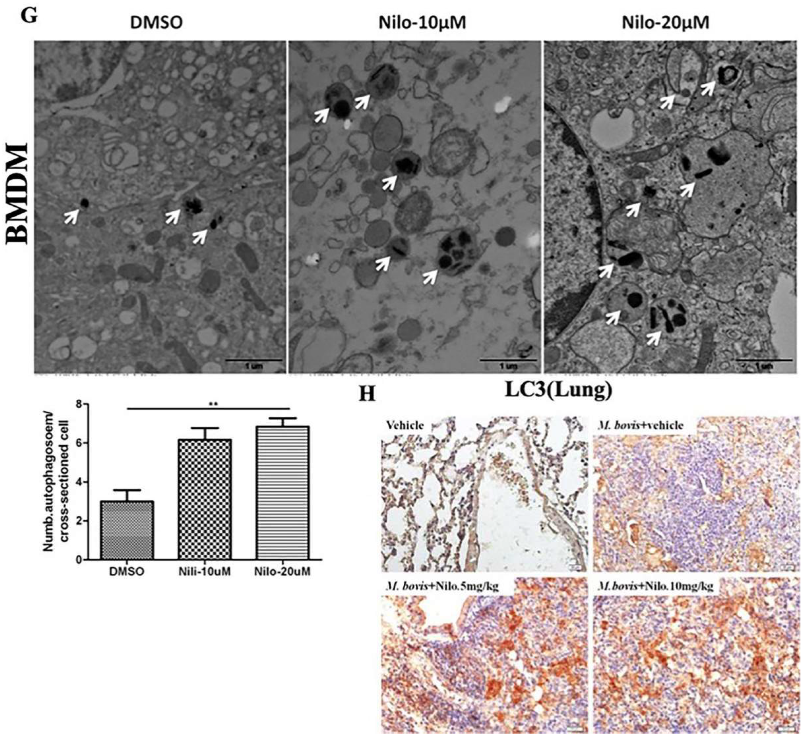 Cells 08 00506 g002b Cells 08 00506 g002b