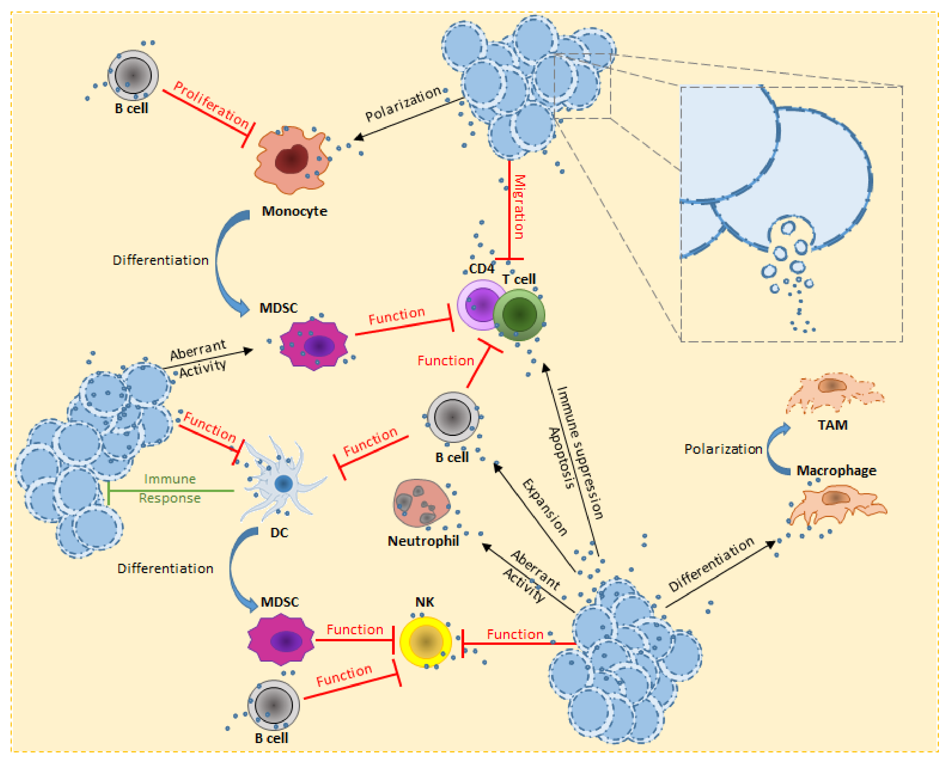 Cells 08 00511 g001