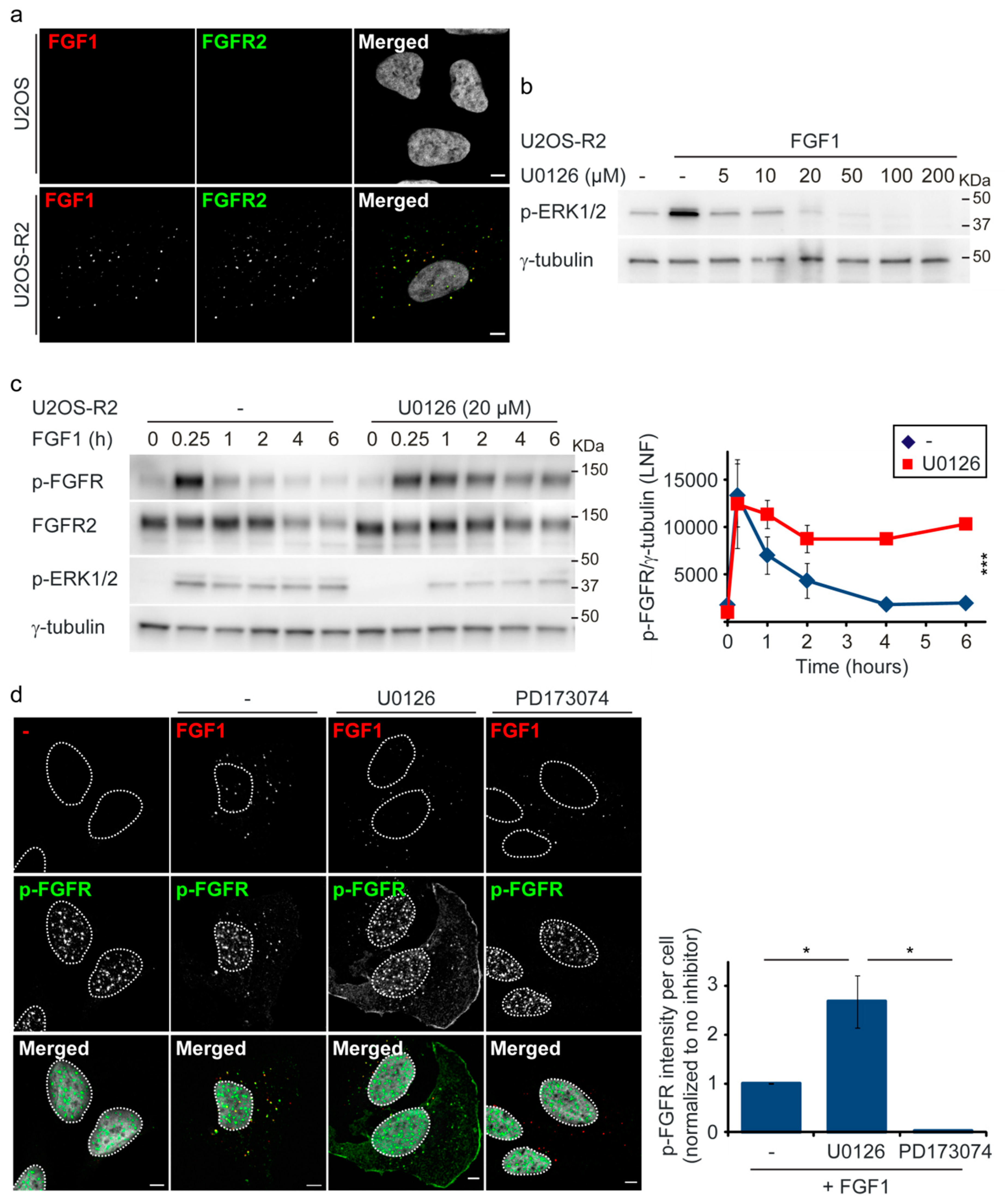 Cells 08 00518 g001 Cells 08 00518 g001