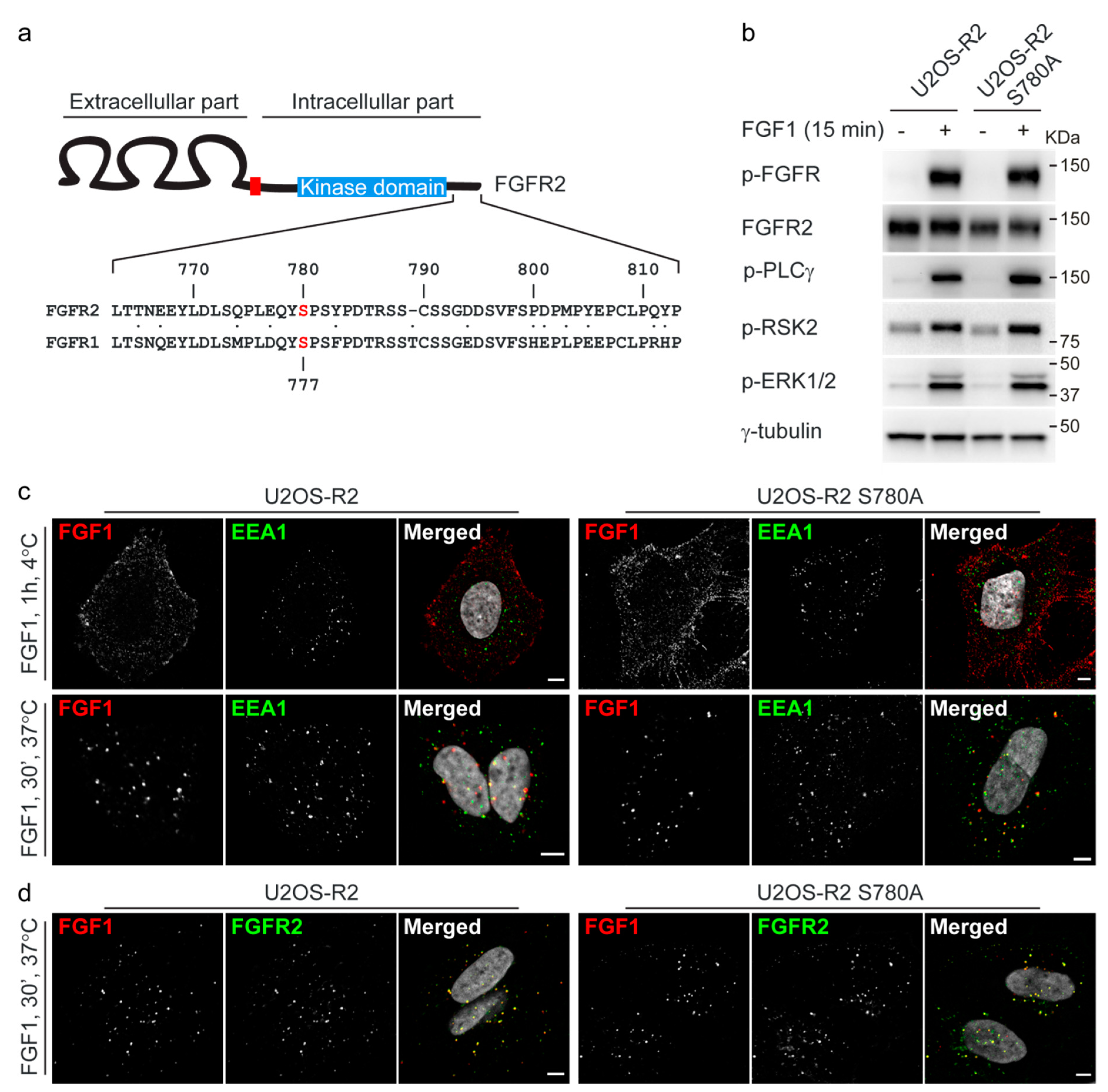 Cells 08 00518 g003 Cells 08 00518 g003