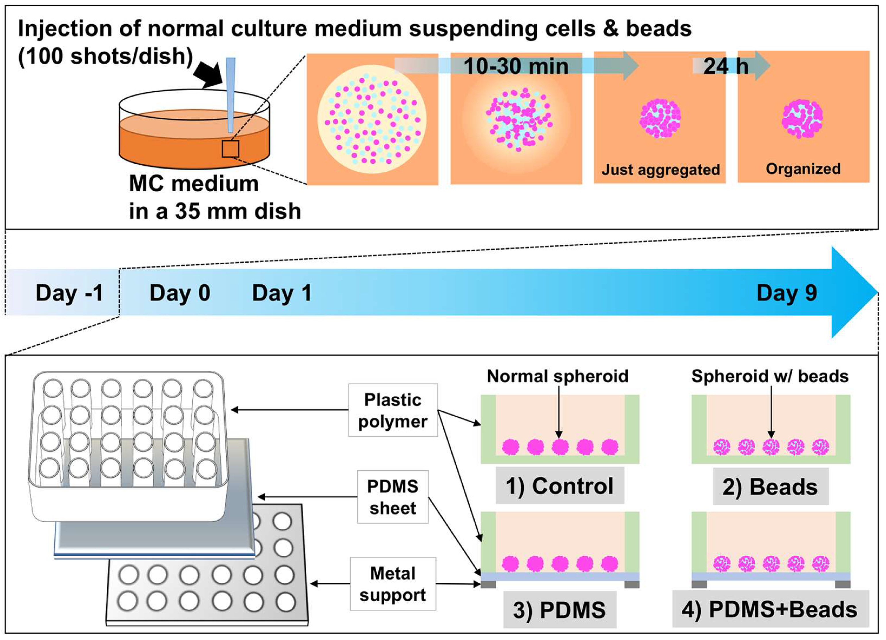 Cells 08 00525 g001