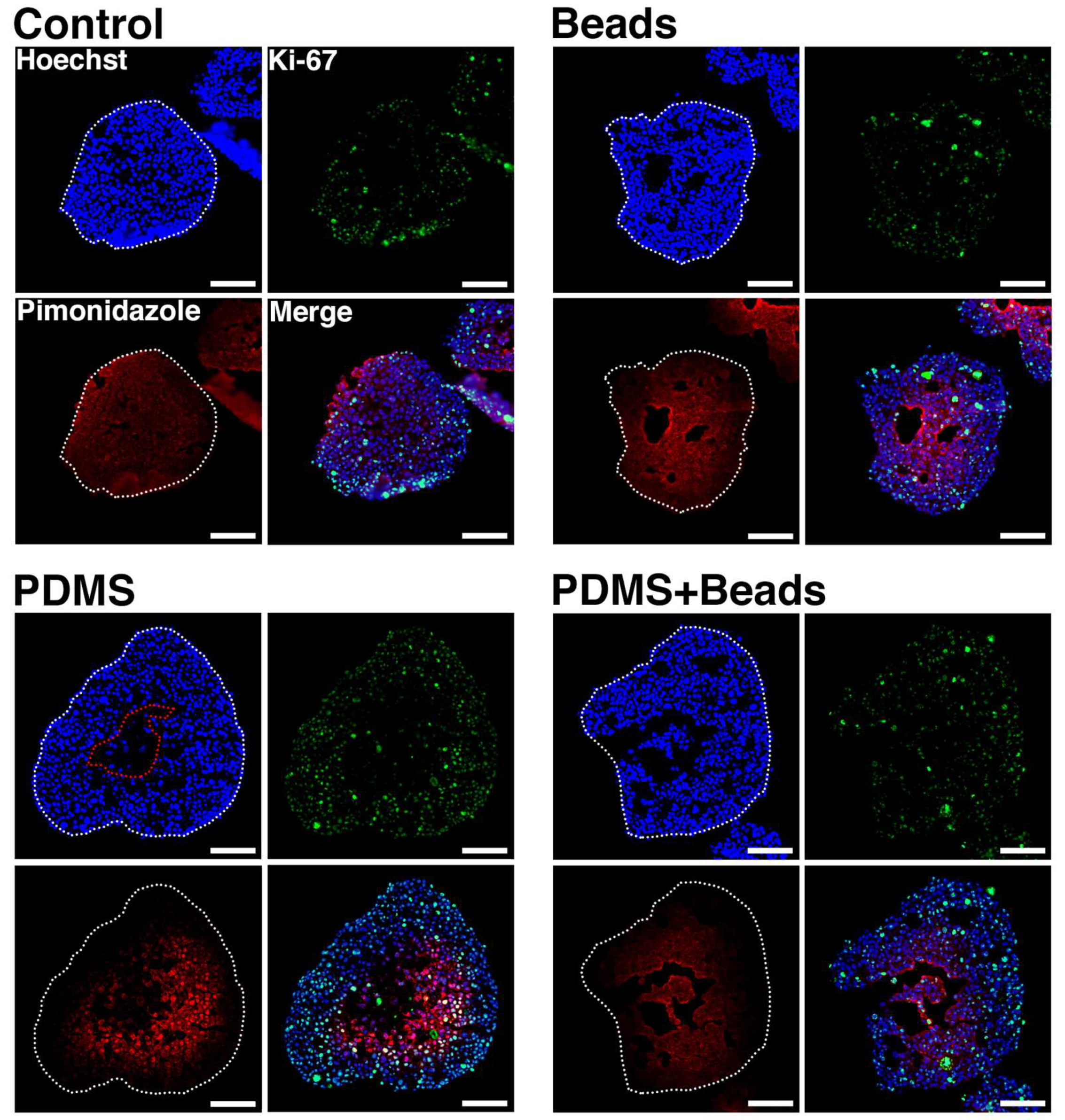 Cells 08 00525 g005