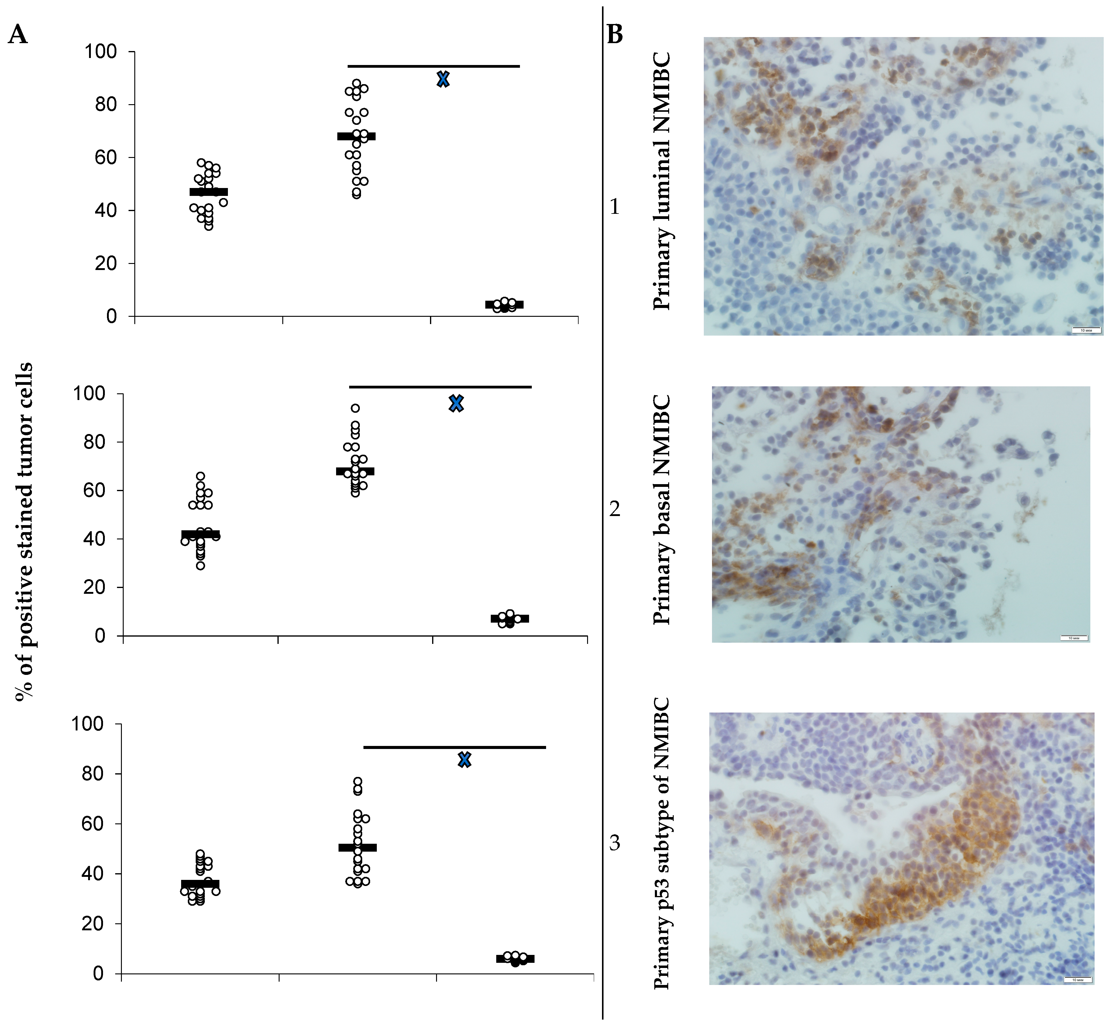 Cells 08 00526 g001a