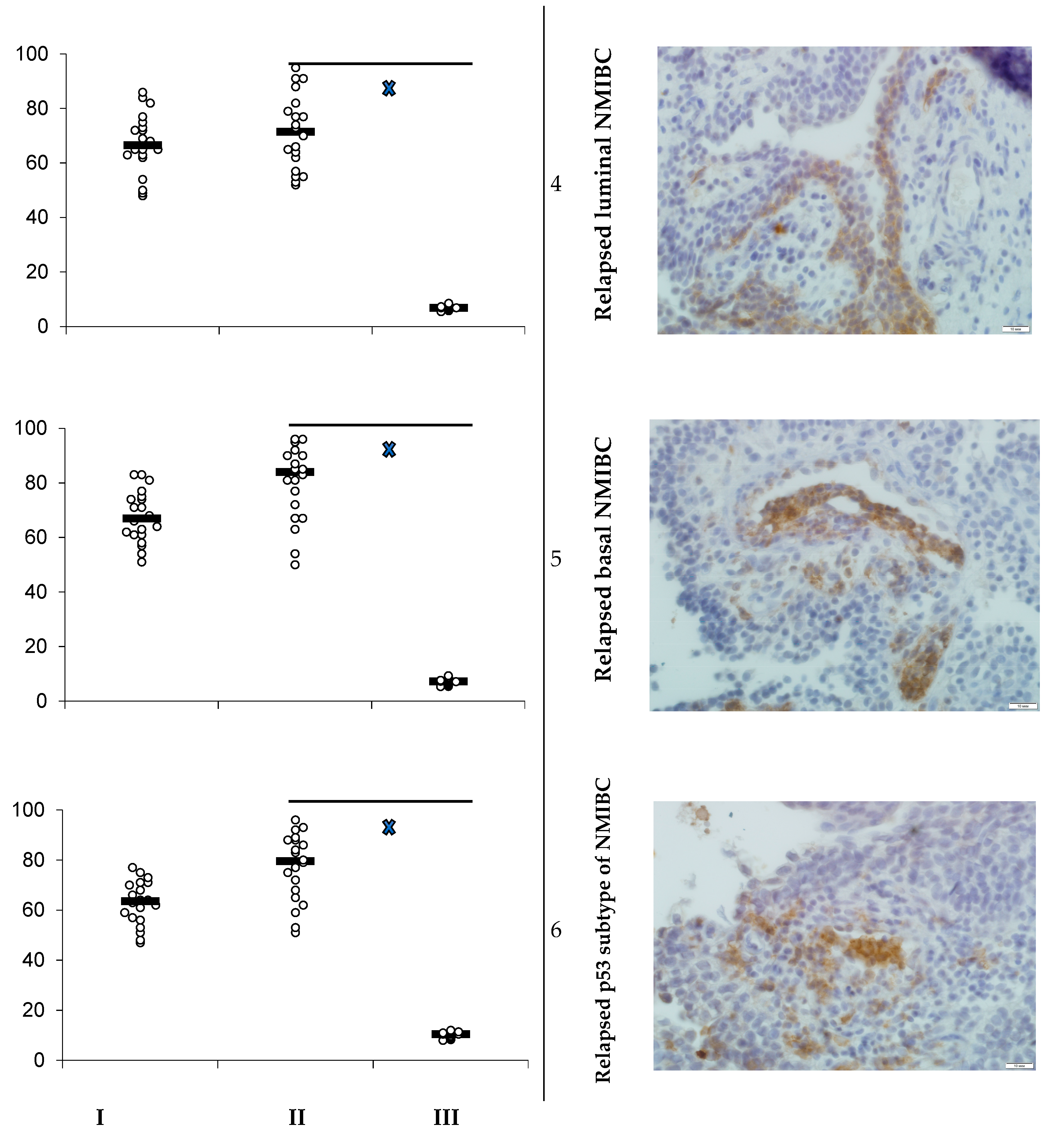 Cells 08 00526 g001b