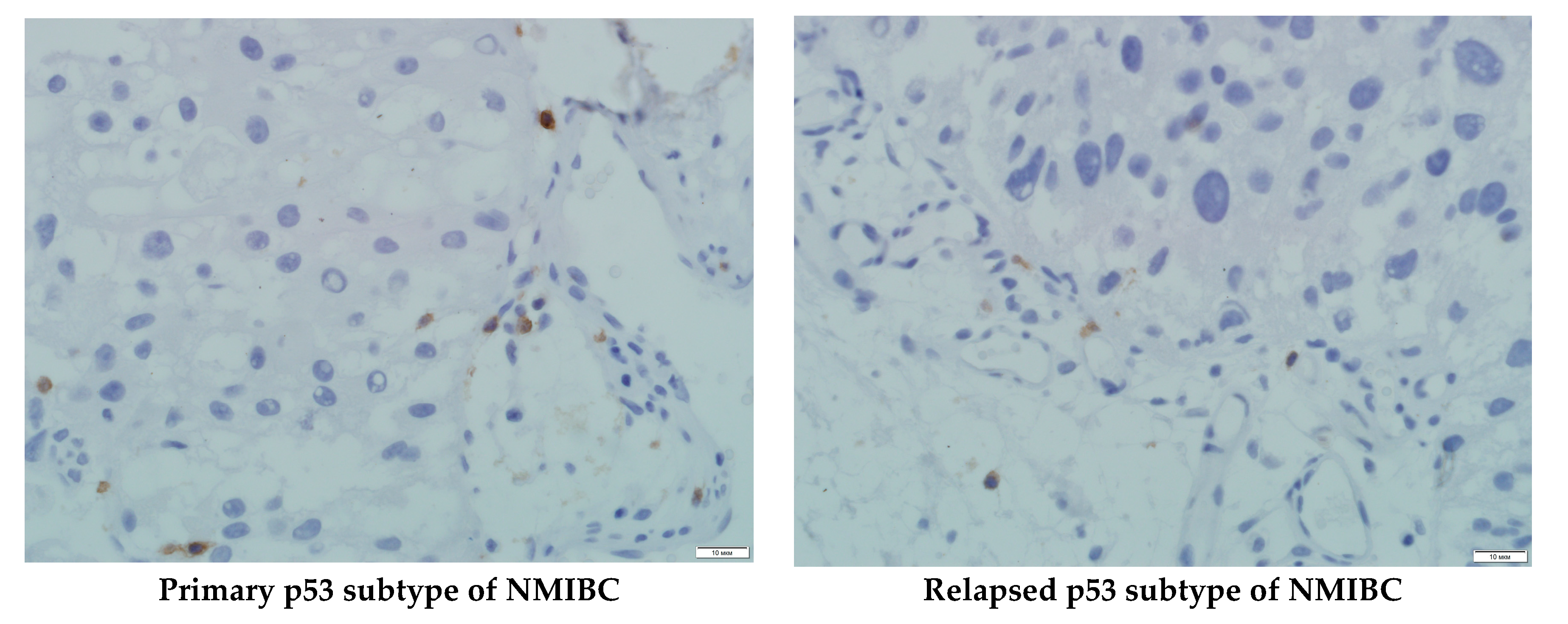 Cells 08 00526 g003b