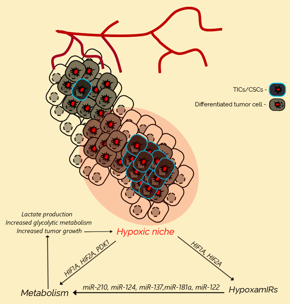 Cells 08 00528 g001