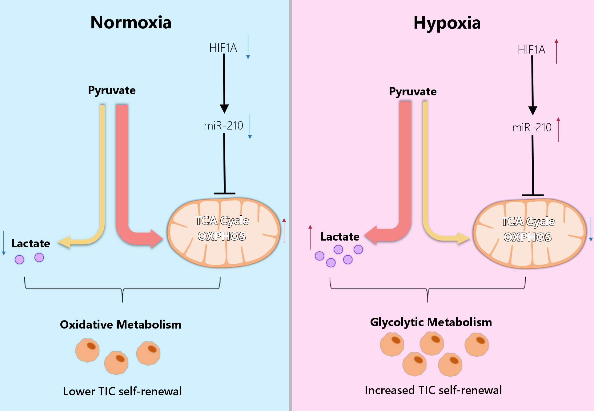 Cells 08 00528 g002