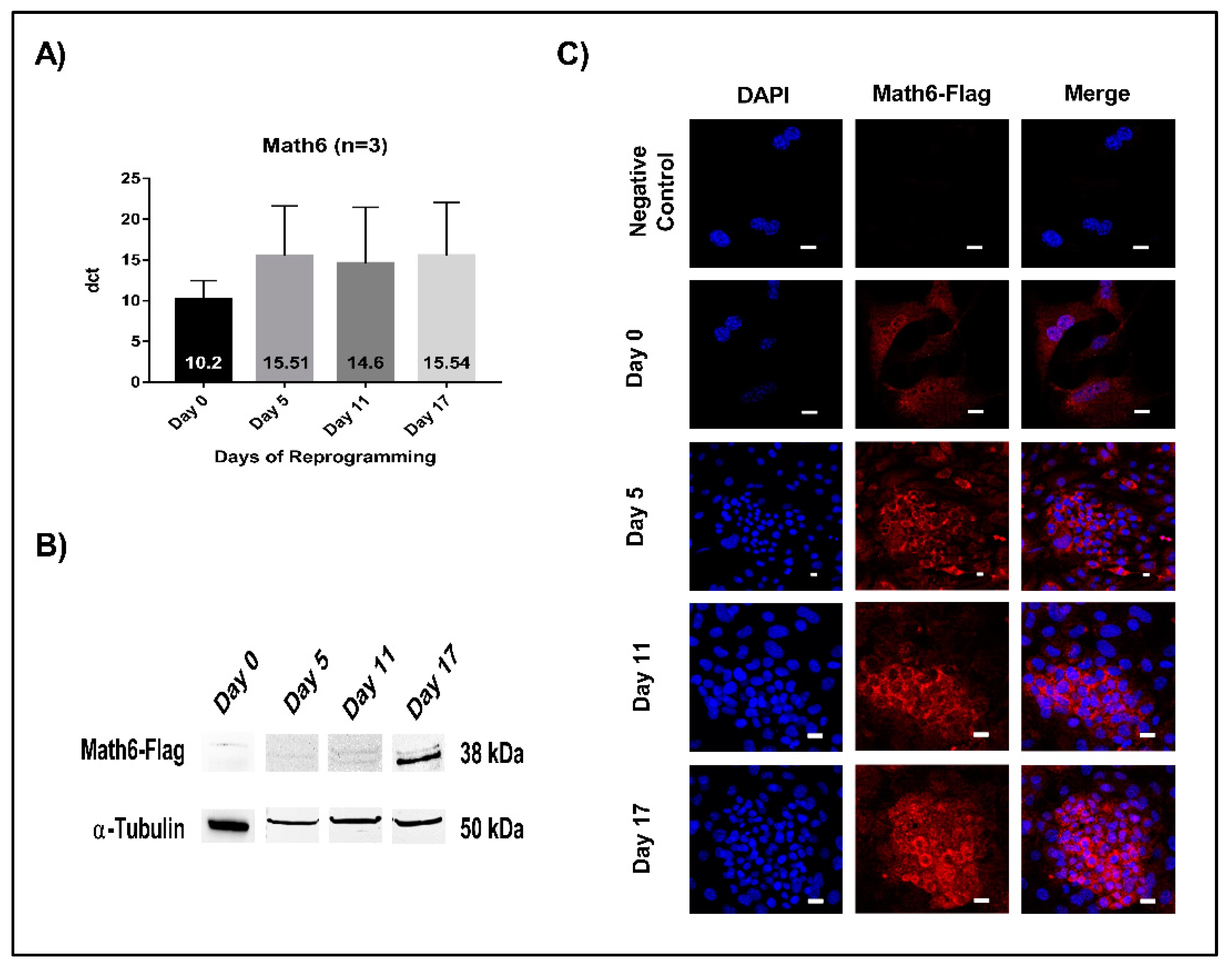 Cells 08 00529 g001 Cells 08 00529 g001