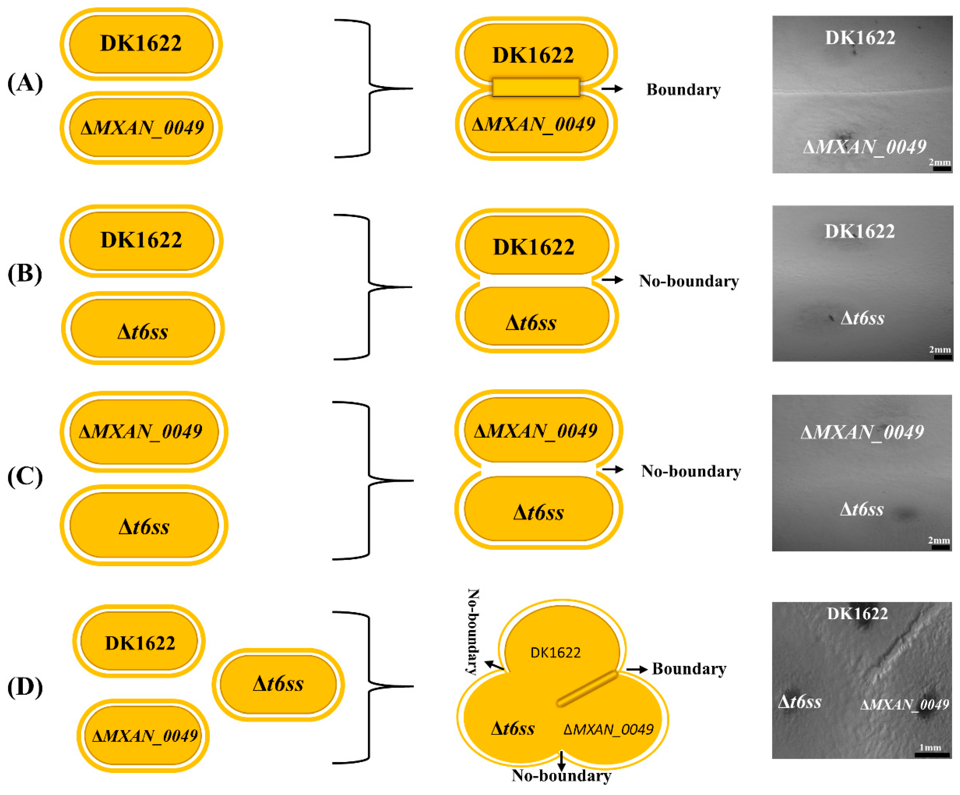 Cells 08 00530 g005 Cells 08 00530 g005