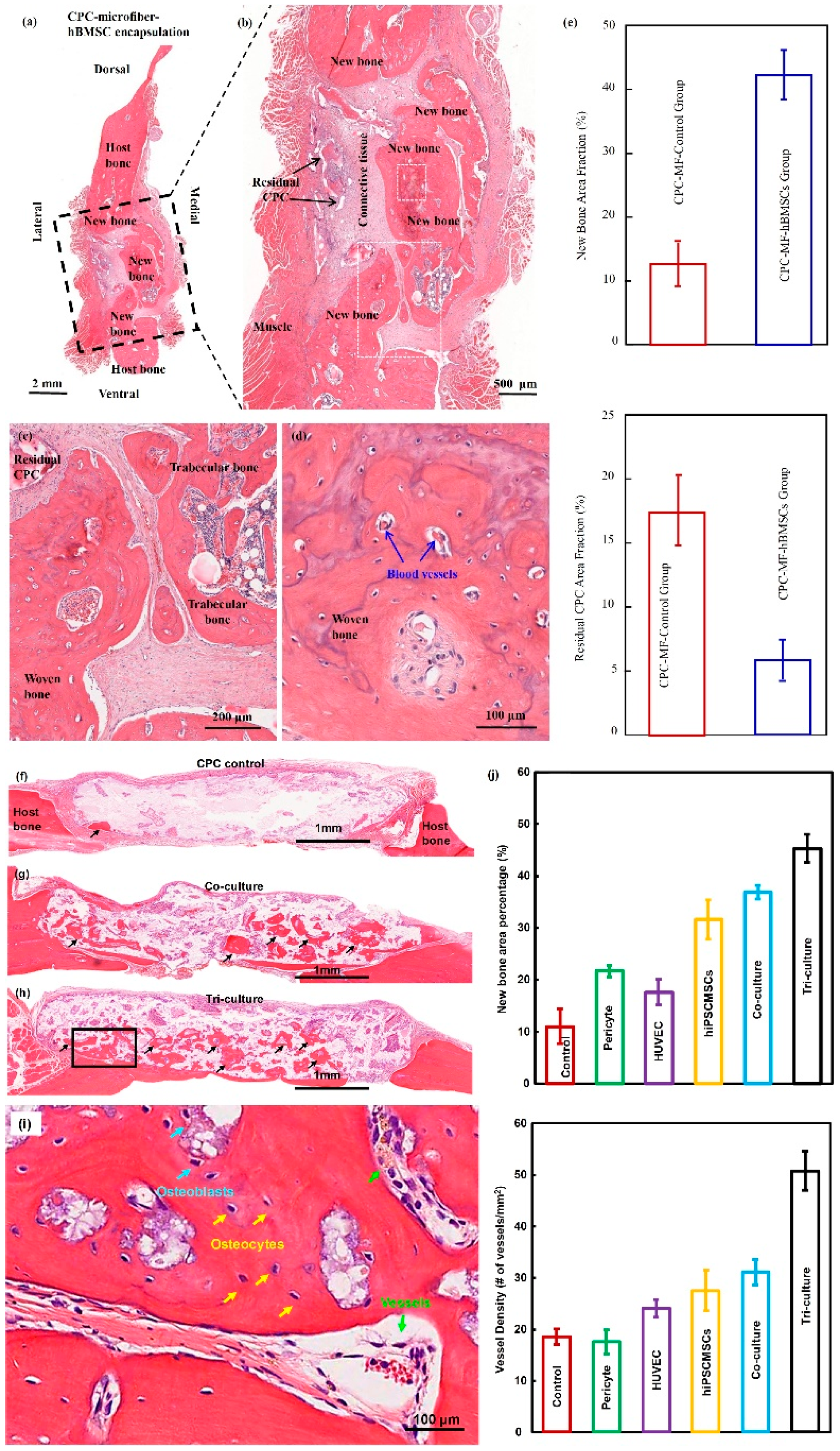 Cells 08 00537 g002 Cells 08 00537 g002