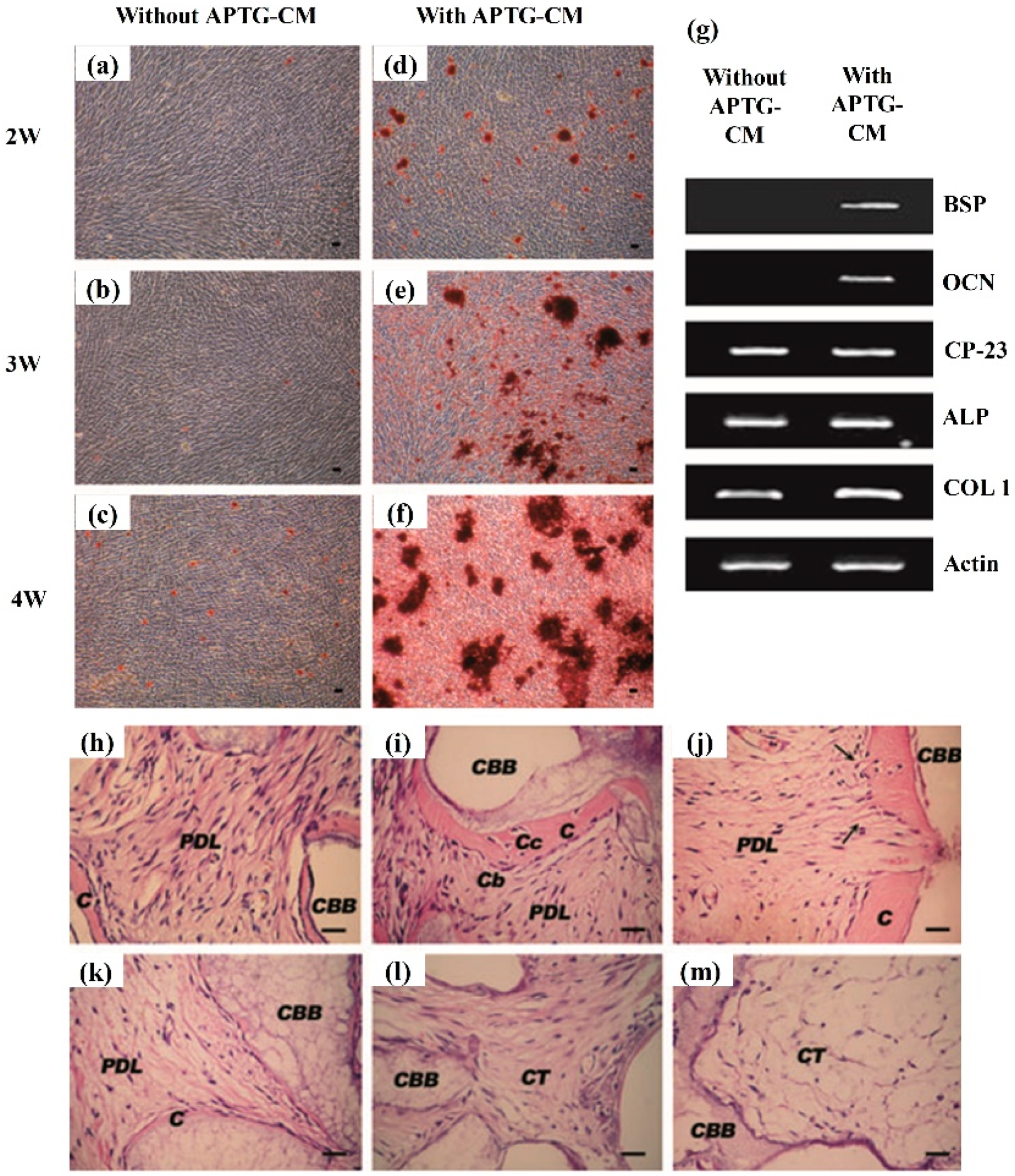 Cells 08 00537 g004 Cells 08 00537 g004