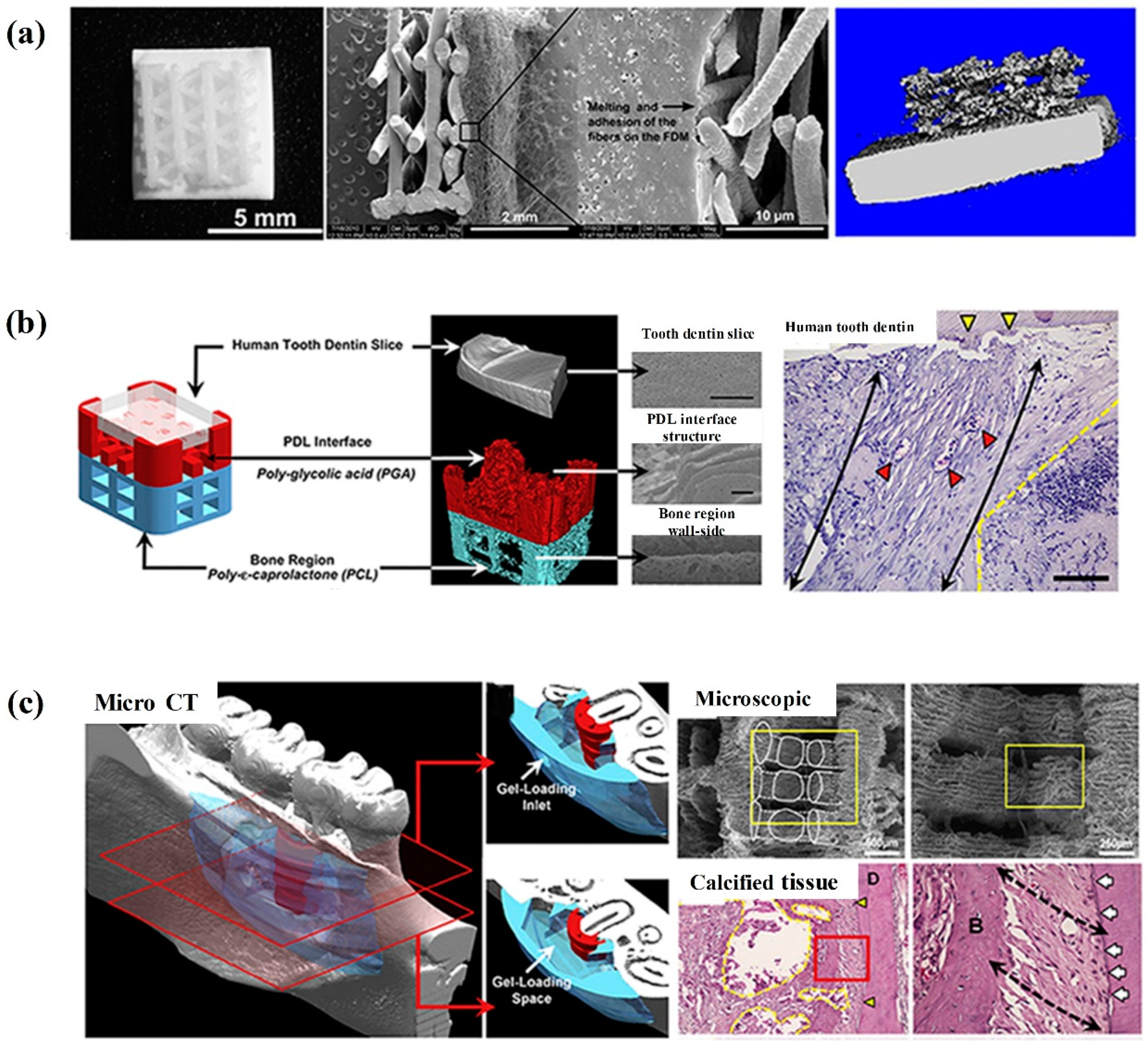 Cells 08 00537 g006 Cells 08 00537 g006