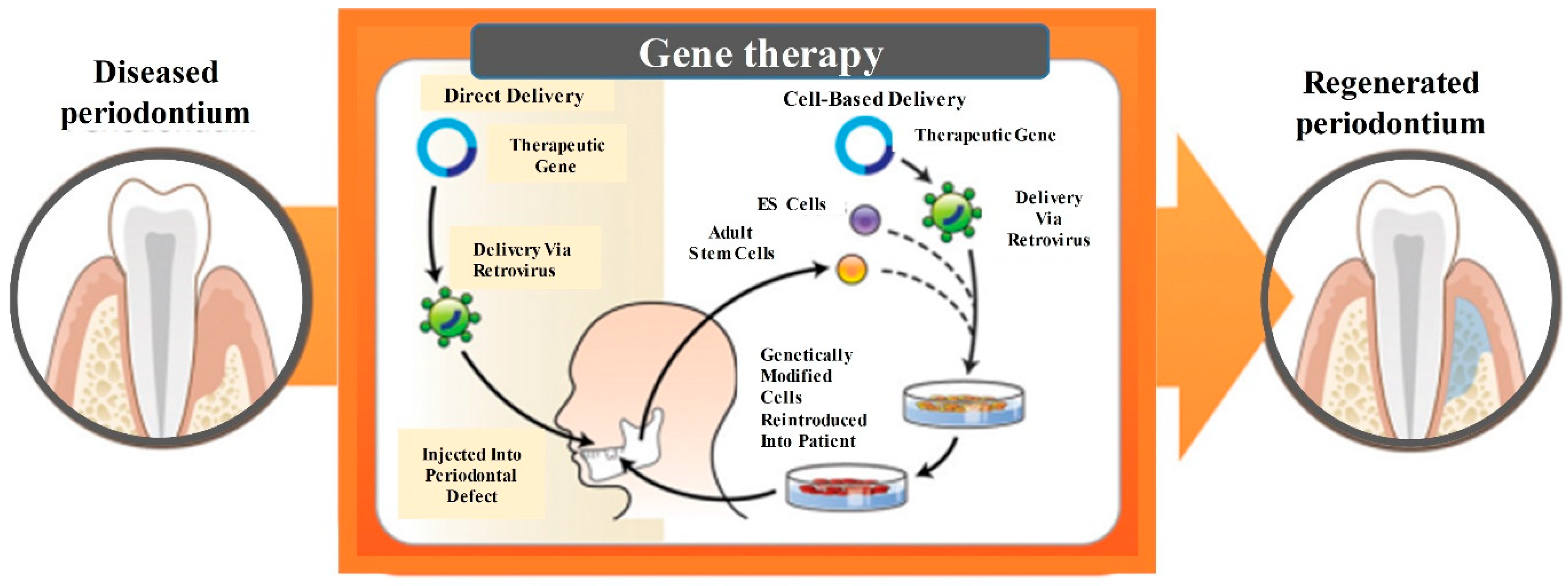 Cells 08 00537 g007 Cells 08 00537 g007
