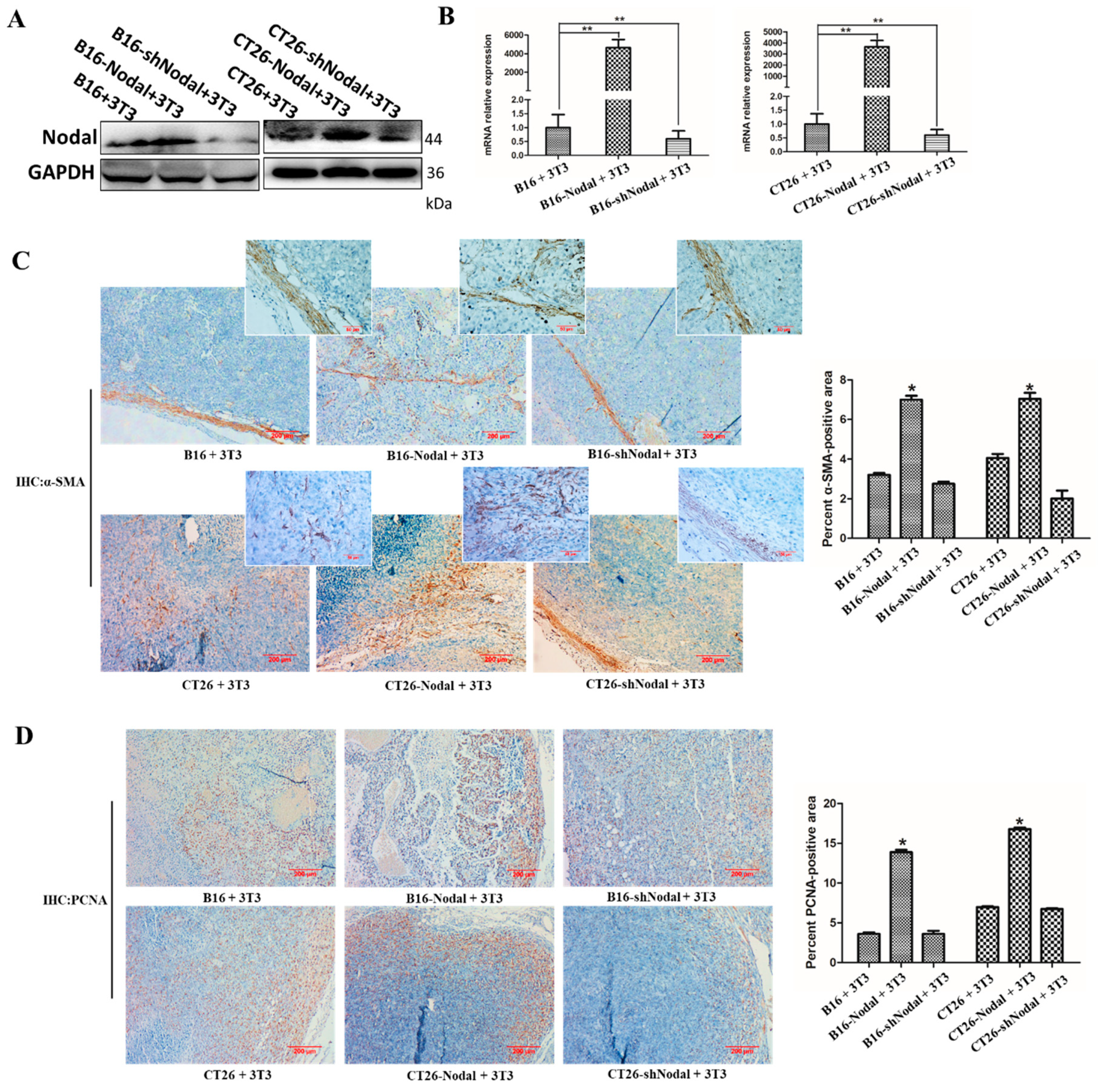 Cells 08 00538 g005 Cells 08 00538 g005