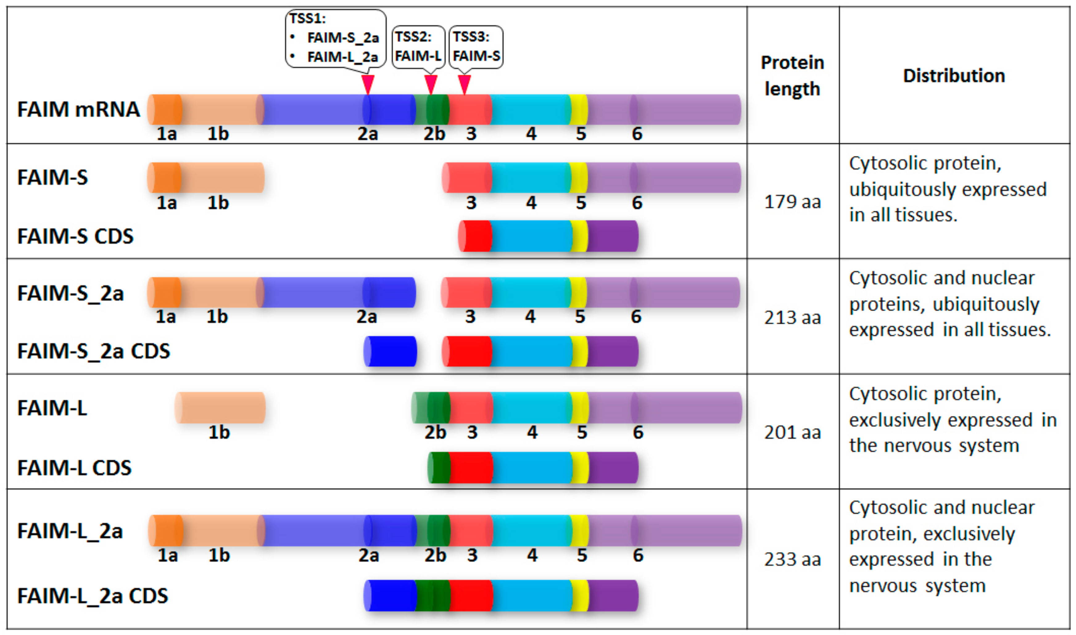 Cells 08 00541 g001