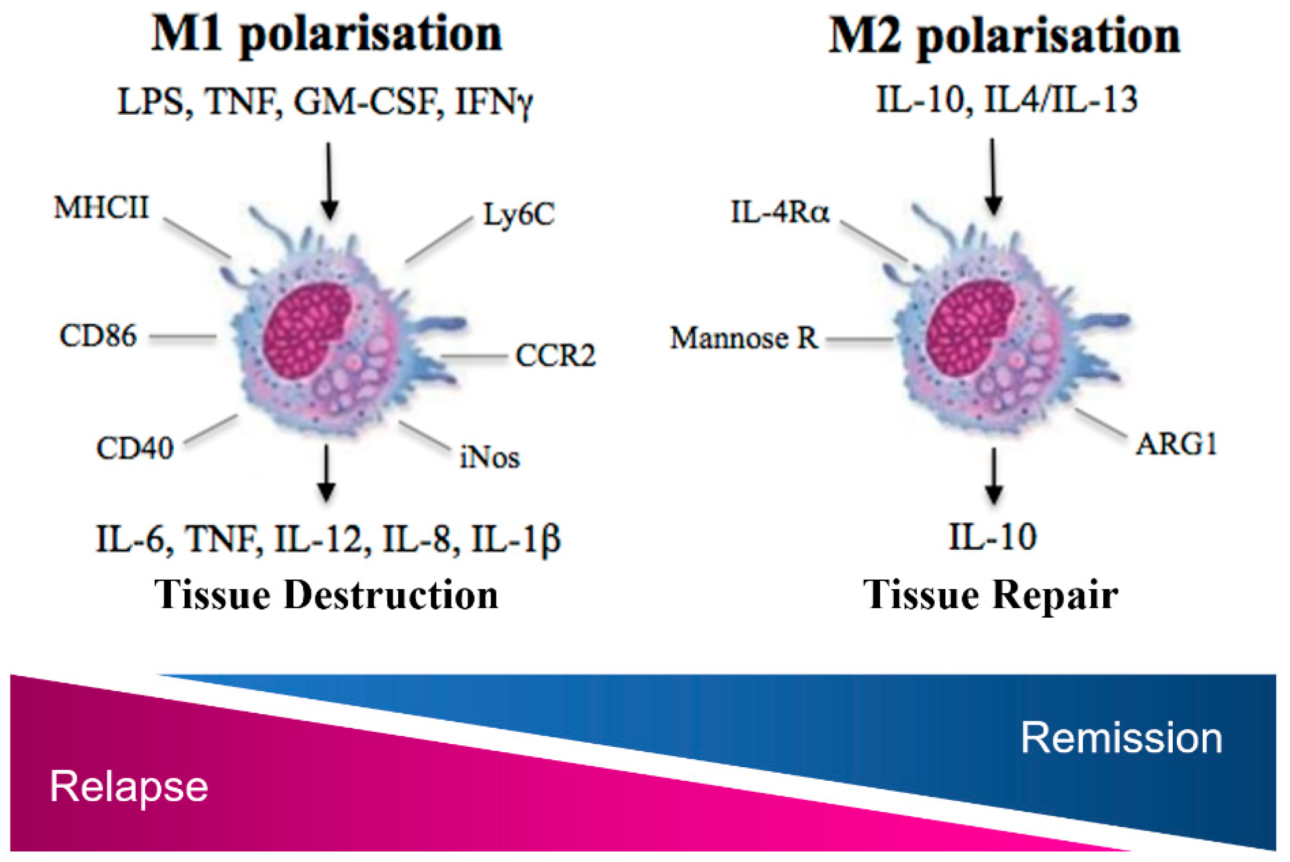 Cells Free Full Text Nanomodulation Of Macrophages In Multiple Sclerosis Html Cells Free Full Text Nanomodulation Of Macrophages In Multiple Sclerosis Html