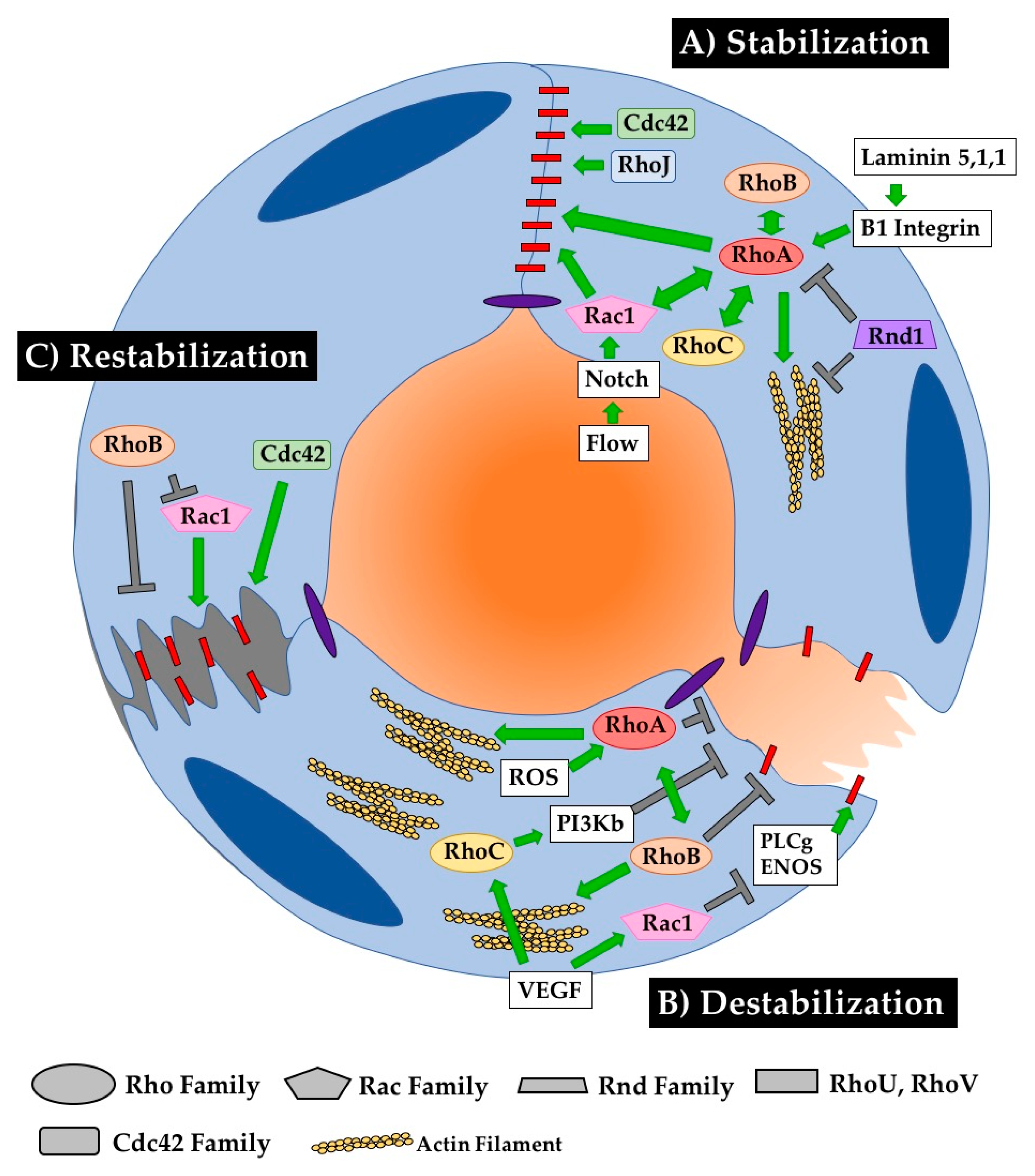 Cells 08 00545 g005