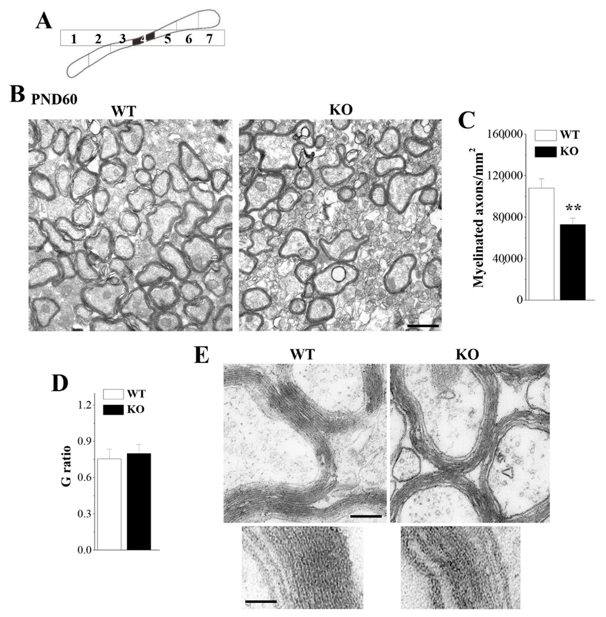 Cells 08 00552 g002 Cells 08 00552 g002