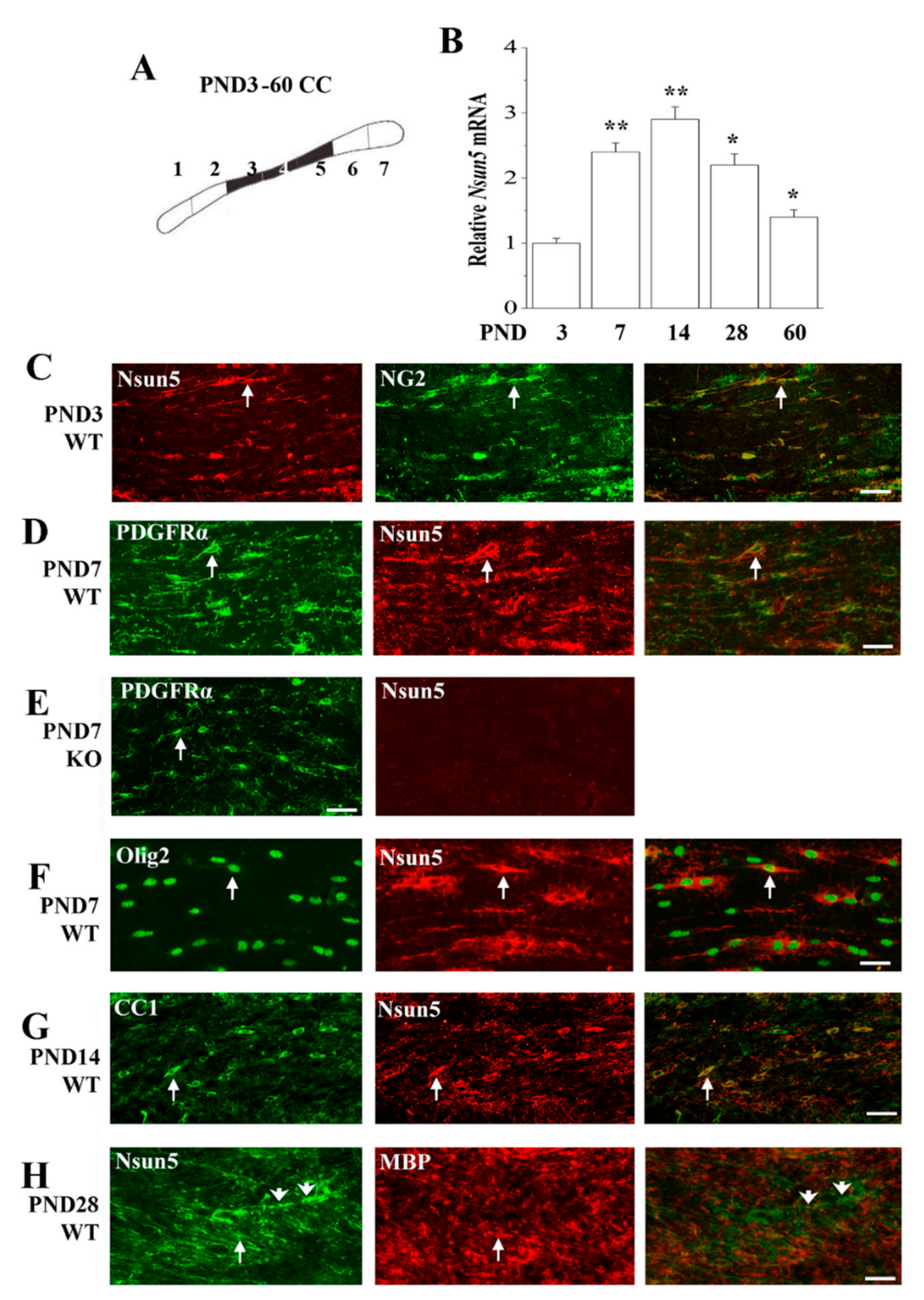 Cells 08 00552 g003 Cells 08 00552 g003