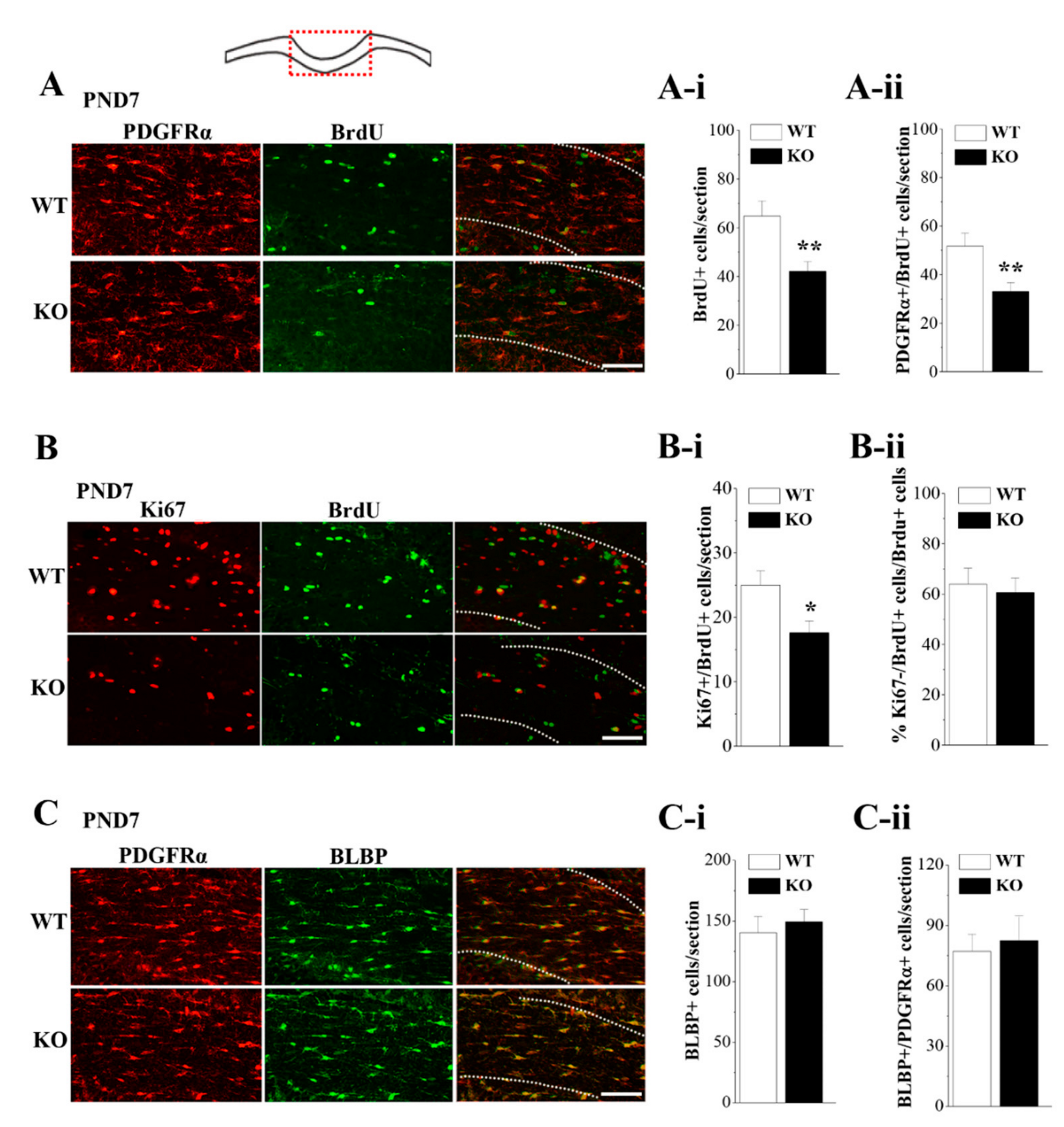 Cells 08 00552 g005 Cells 08 00552 g005