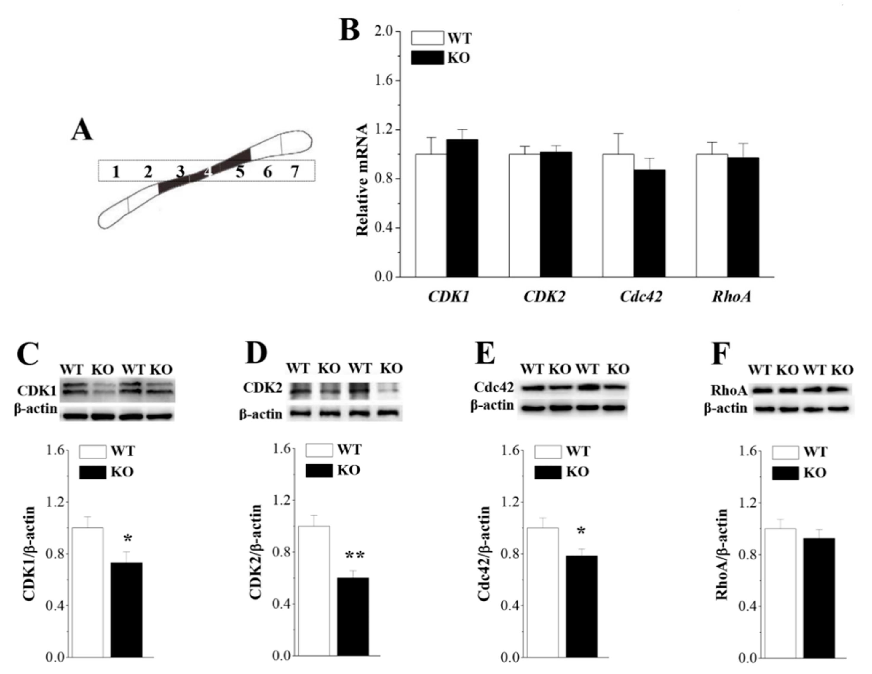 Cells 08 00552 g006 Cells 08 00552 g006