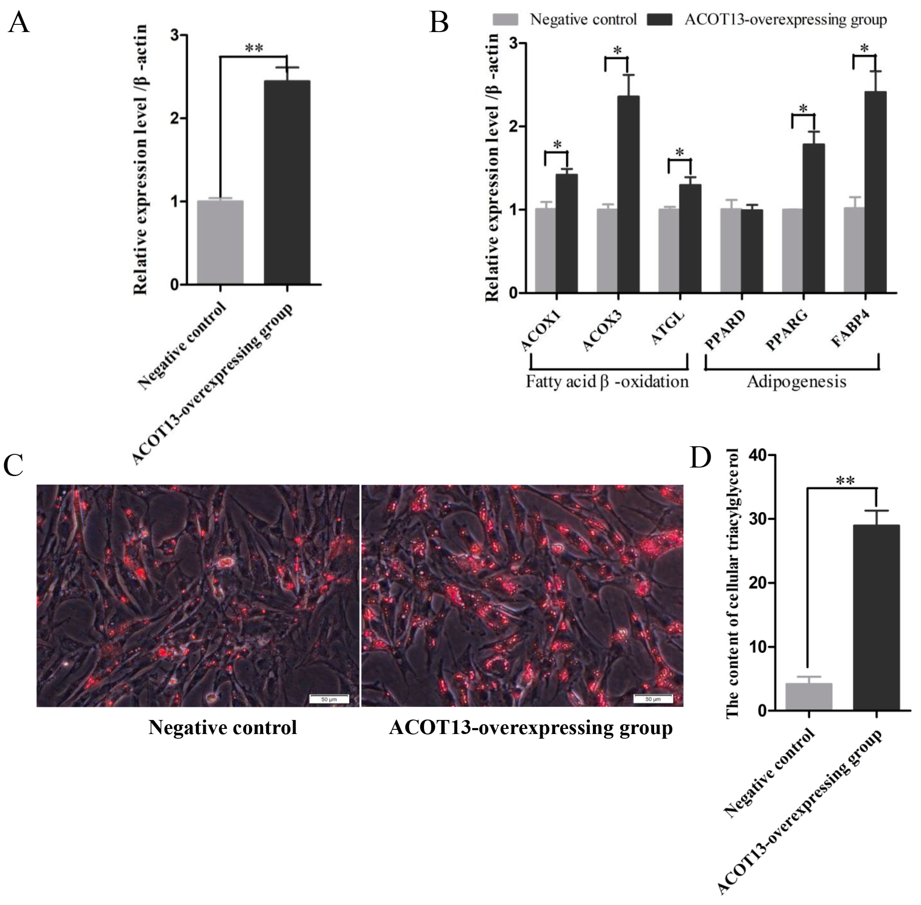 Cells 08 00556 g006 Cells 08 00556 g006
